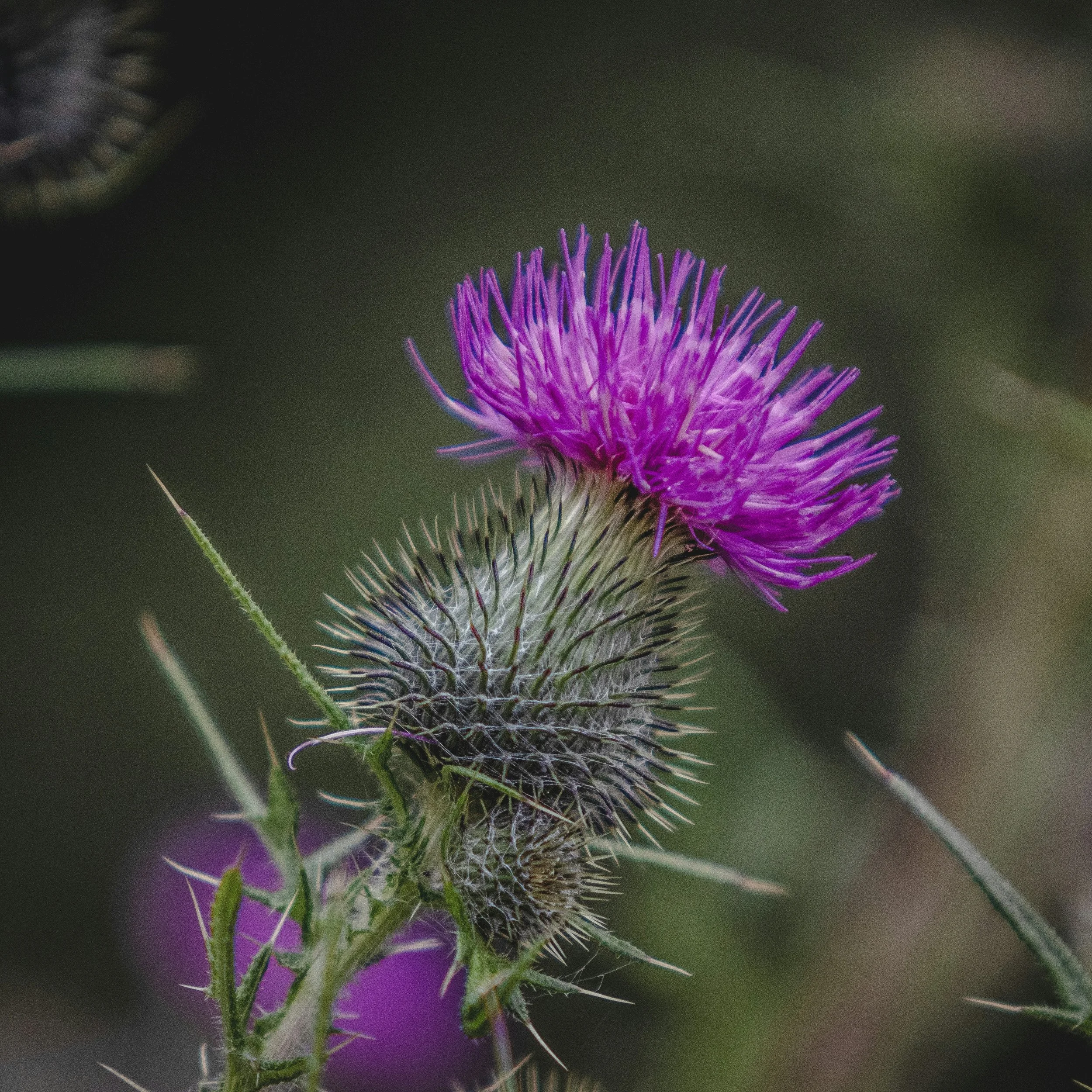 Close-up of a purple thistle flower with a honeybee on the flower, in a natural outdoor setting.