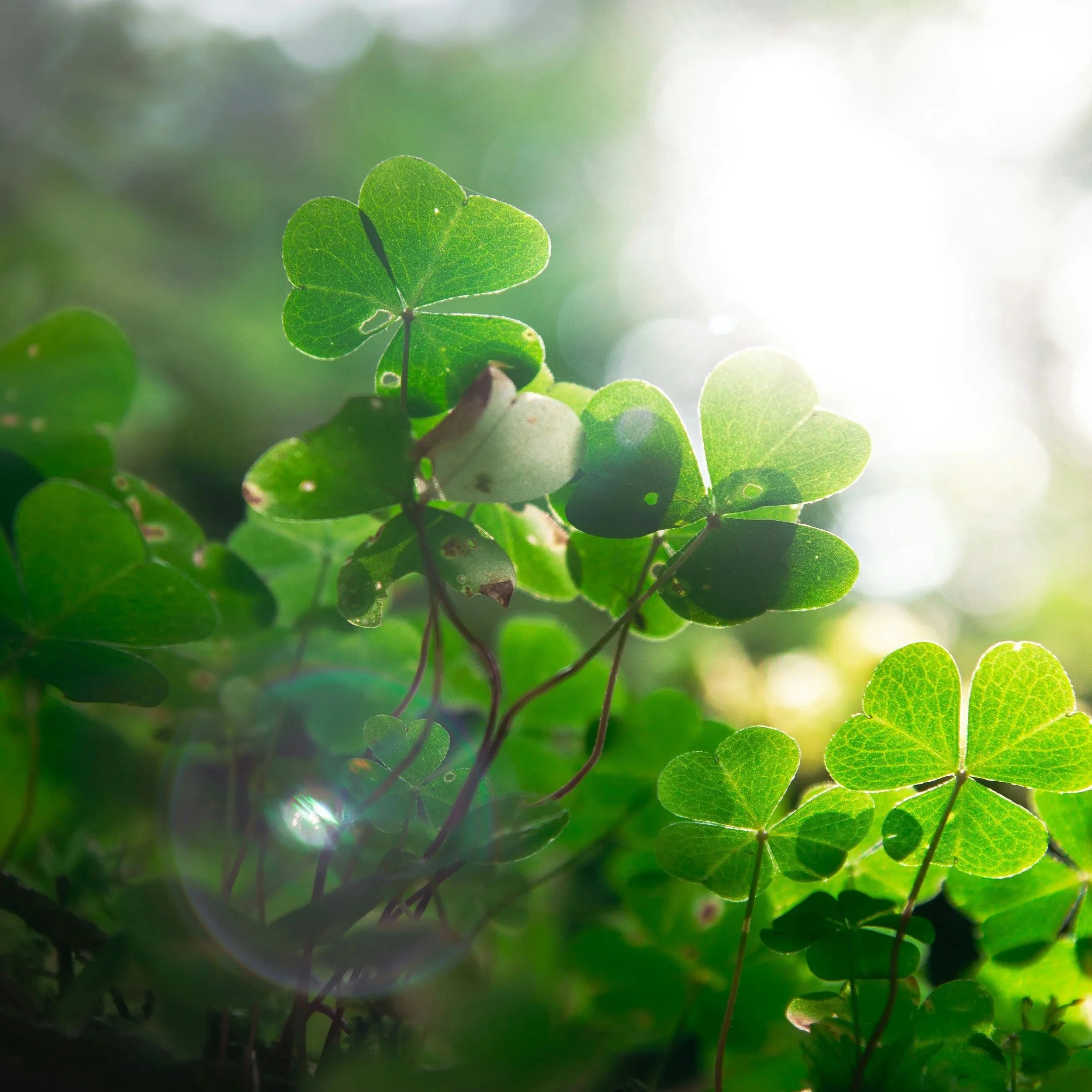 Close-up of green leaves with sunlight shining through, creating a bright and natural background.