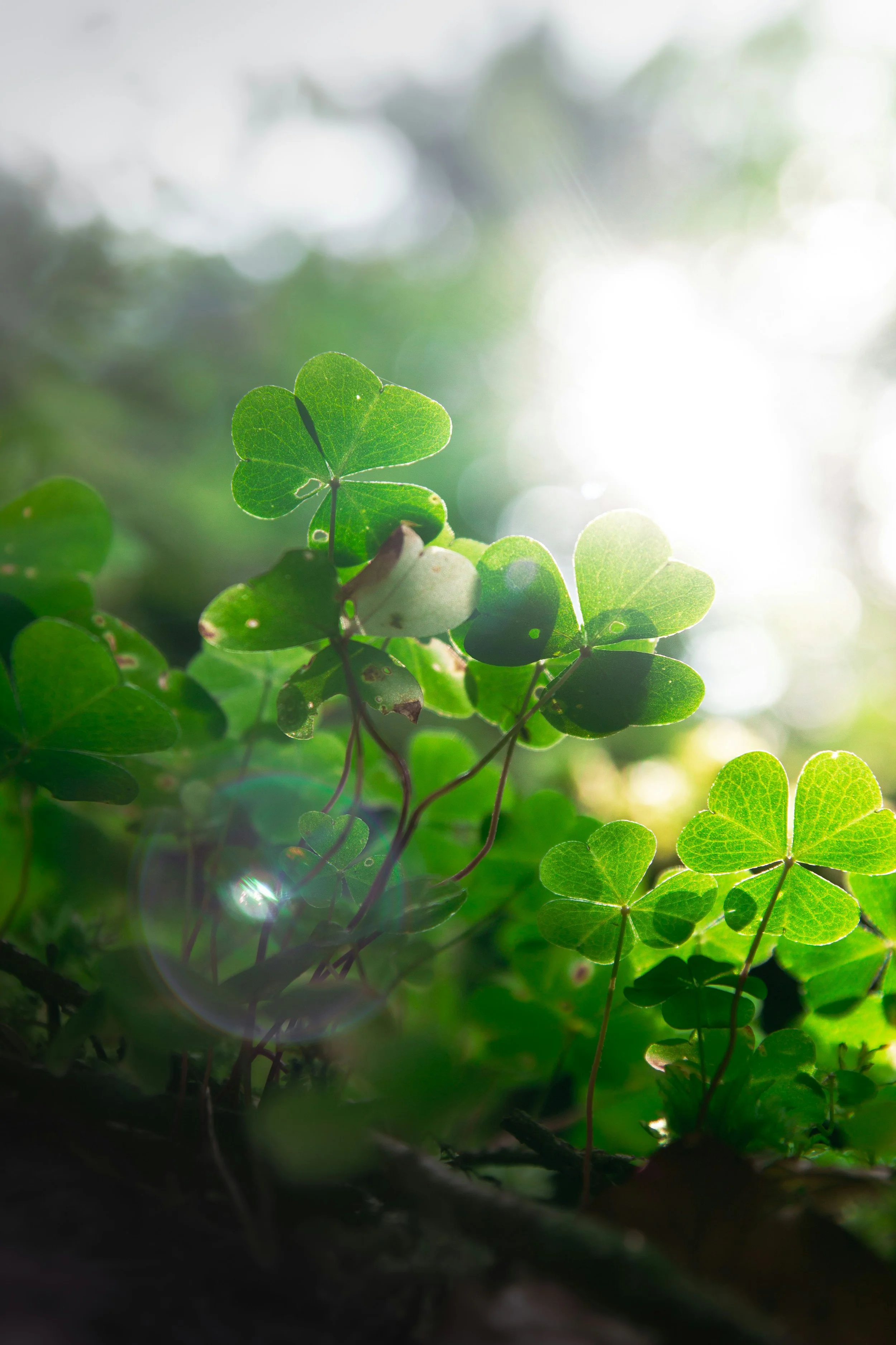 Close-up of green shamrock leaves illuminated by sunlight, with a blurred background and bokeh effect.