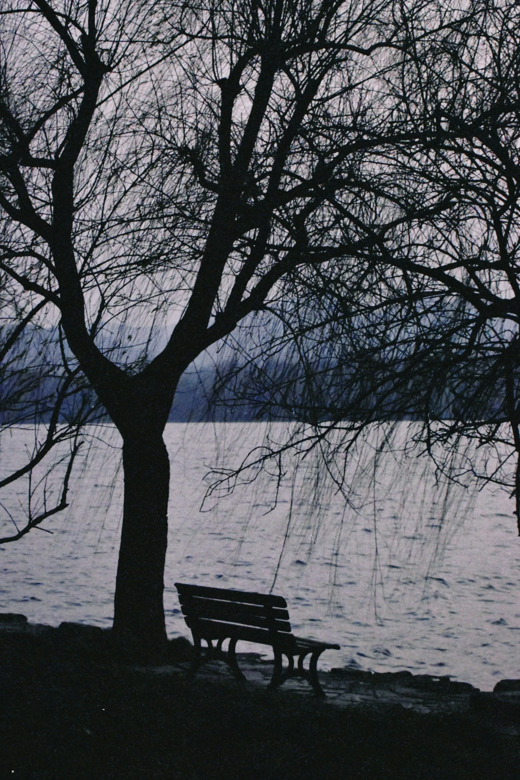 A silhouette of a leafless tree next to a park bench by a body of water during evening or dawn, with a pink and purple sky in the background.