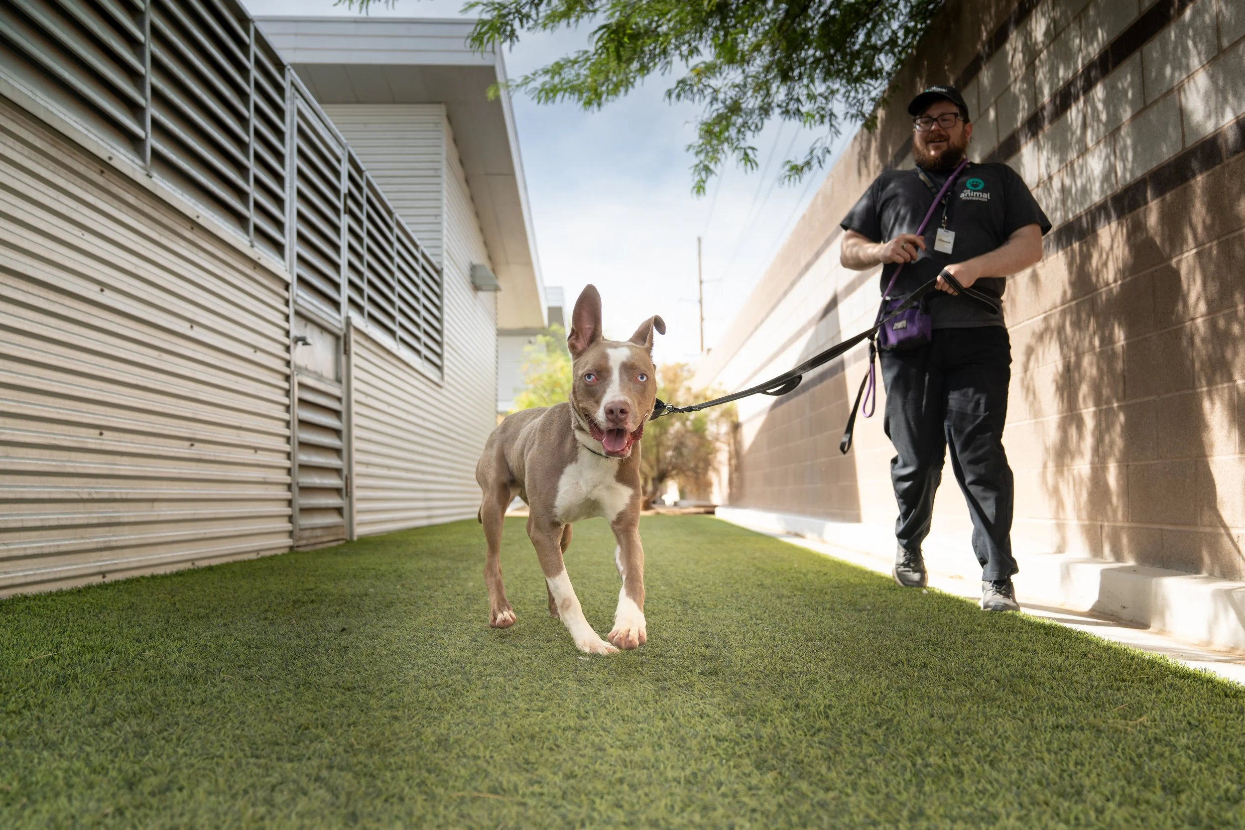 A man walking a dog along a grassy pathway outside a modern building on a sunny day.