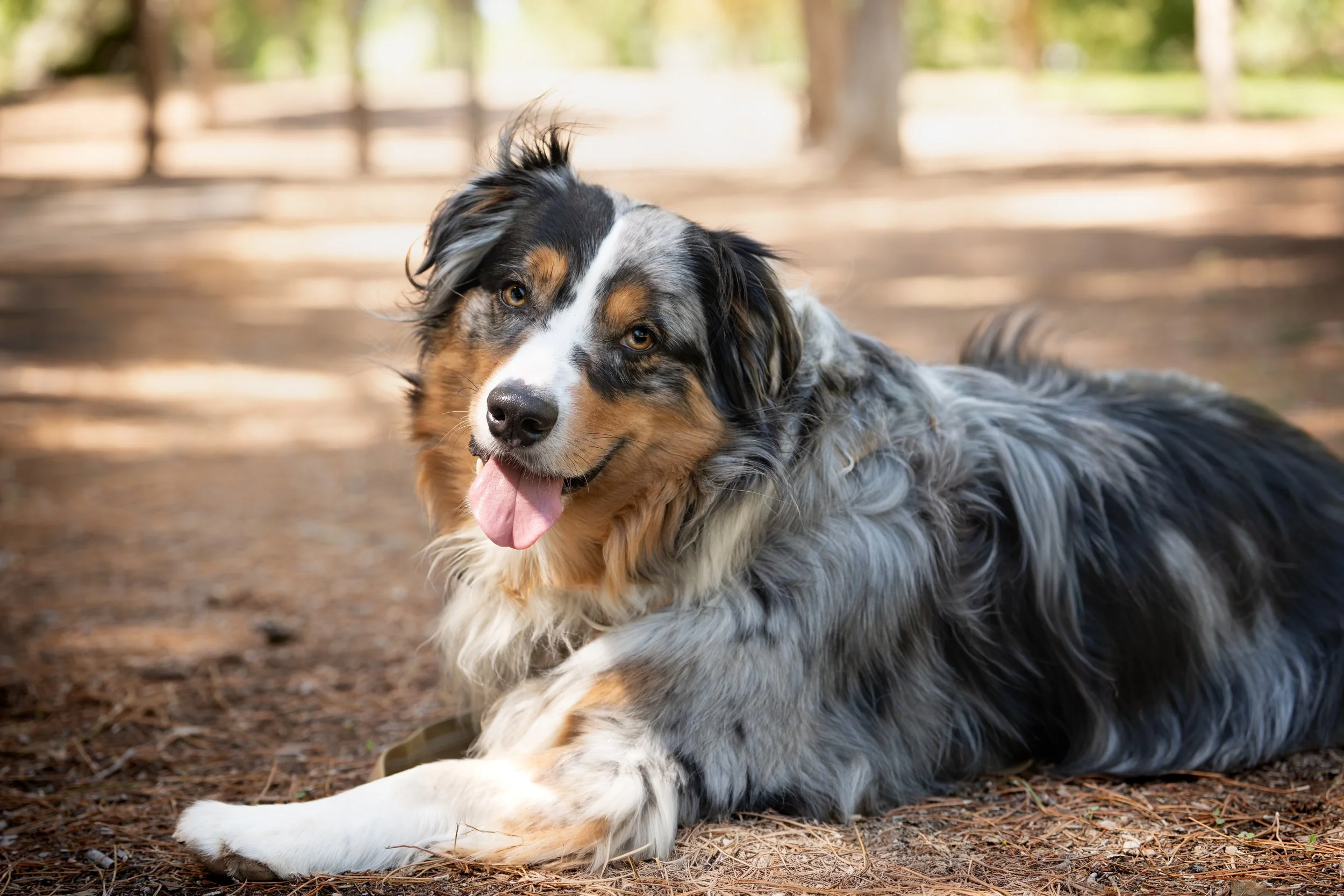 A colorful Australian Shepherd dog lying on the ground in a wooded outdoor area, with a background of tall trees and sunlight filtering through the leaves.