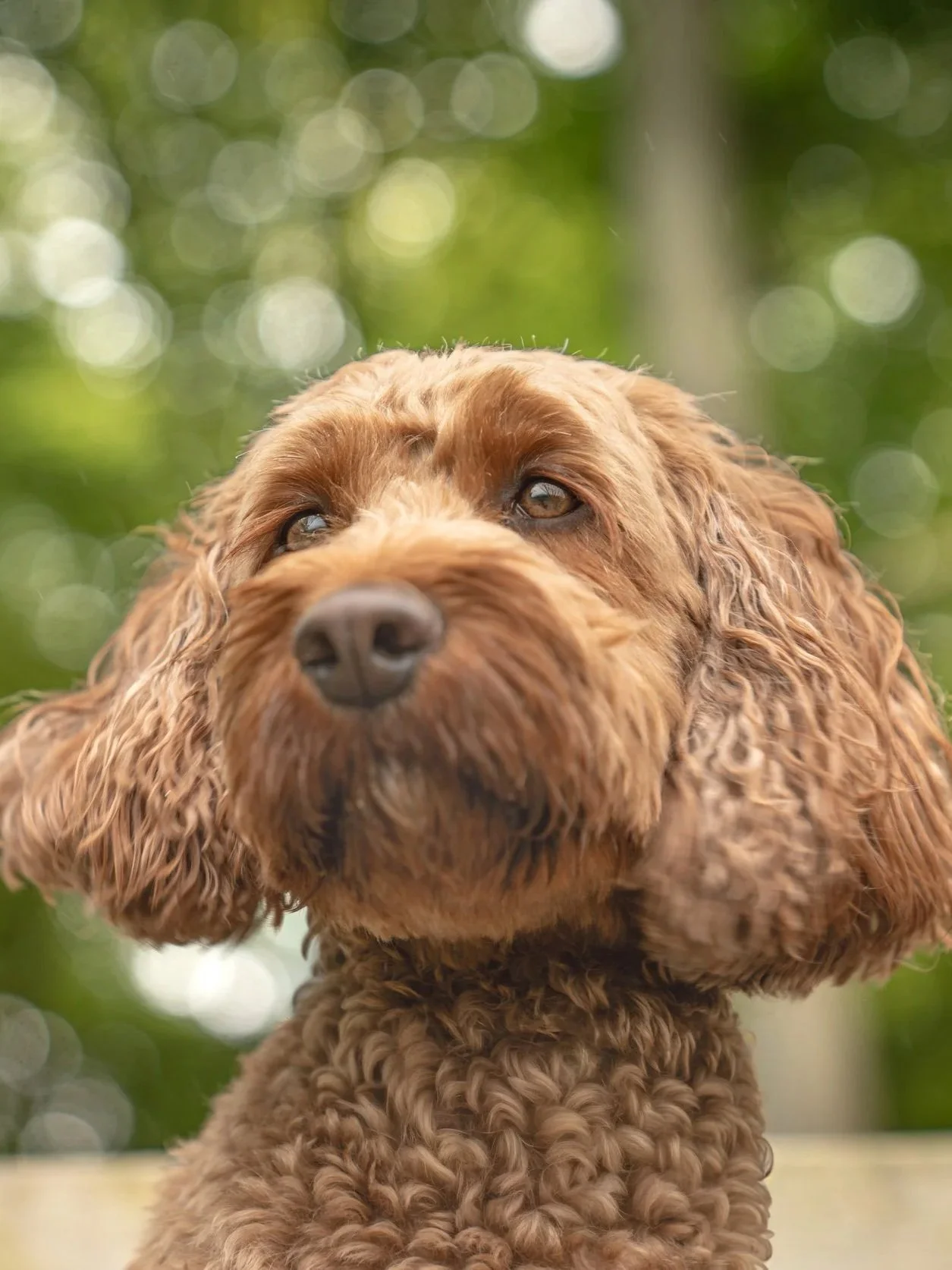 Close-up of a brown curly-haired cockerpoo dog with a background of blurred green and white bokeh lights.