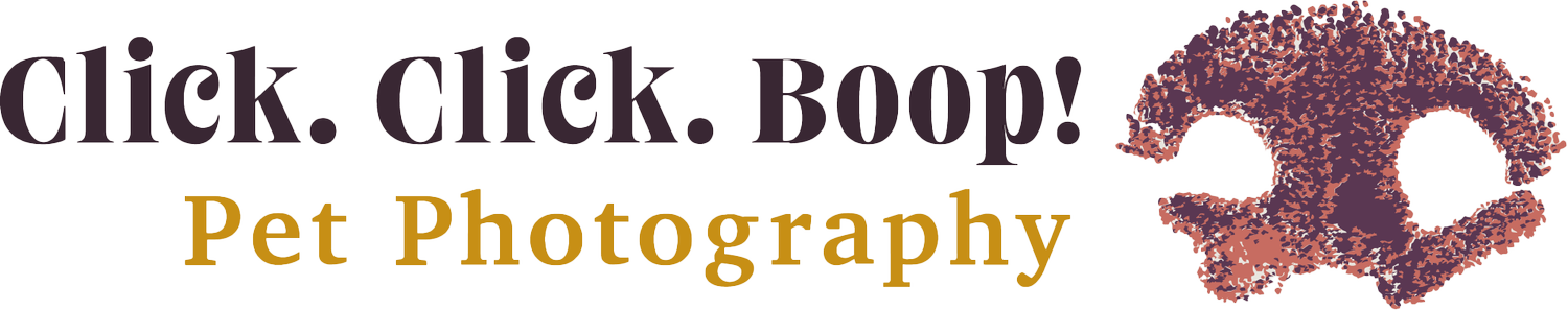 Click. Click. Boop!  Pet Photography