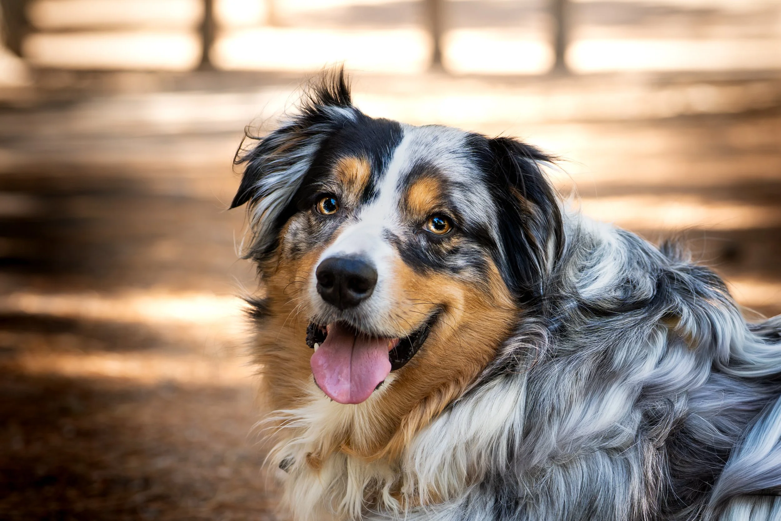 Australian Shepherd dog with multicolored fur and blue eyes lying on the ground with a blurred background.