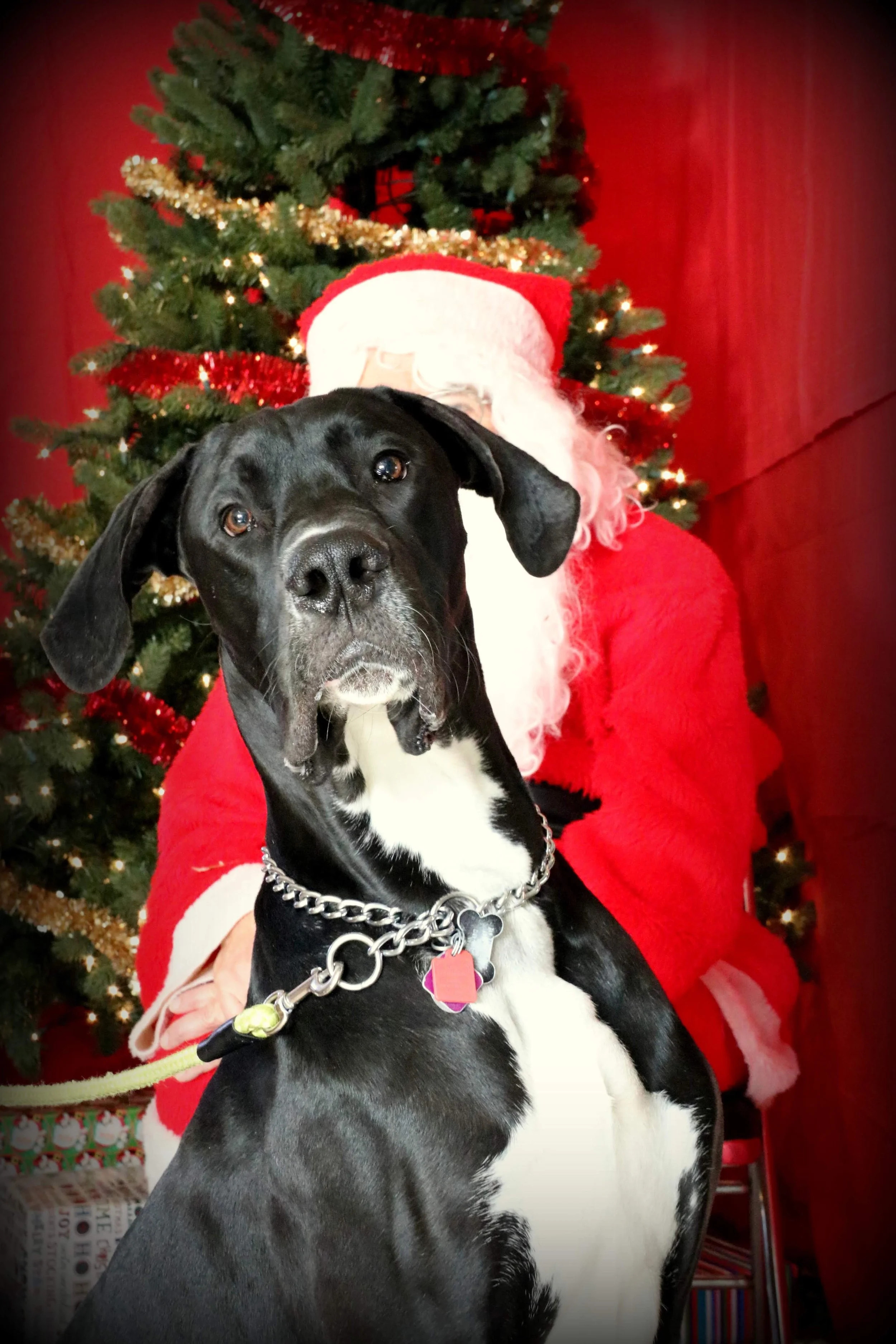A black and white Great Dane puppy with a silver chain collar and pink heart-shaped tag, sitting in front of a person dressed as Santa Claus with a Christmas tree in the background decorated with lights and tinsel.