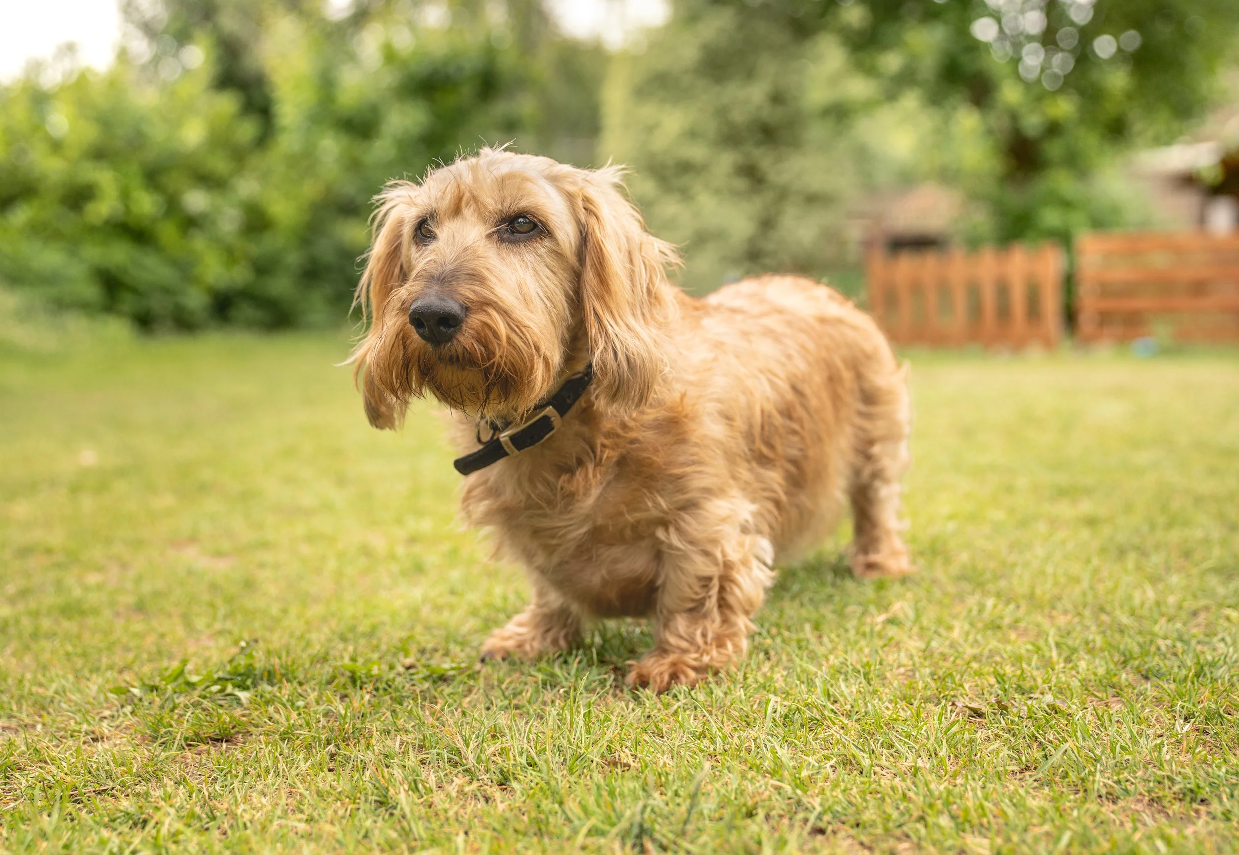 A golden, long-haired dachshund dog walking outdoors on green grass with trees and a wooden fence in the background.