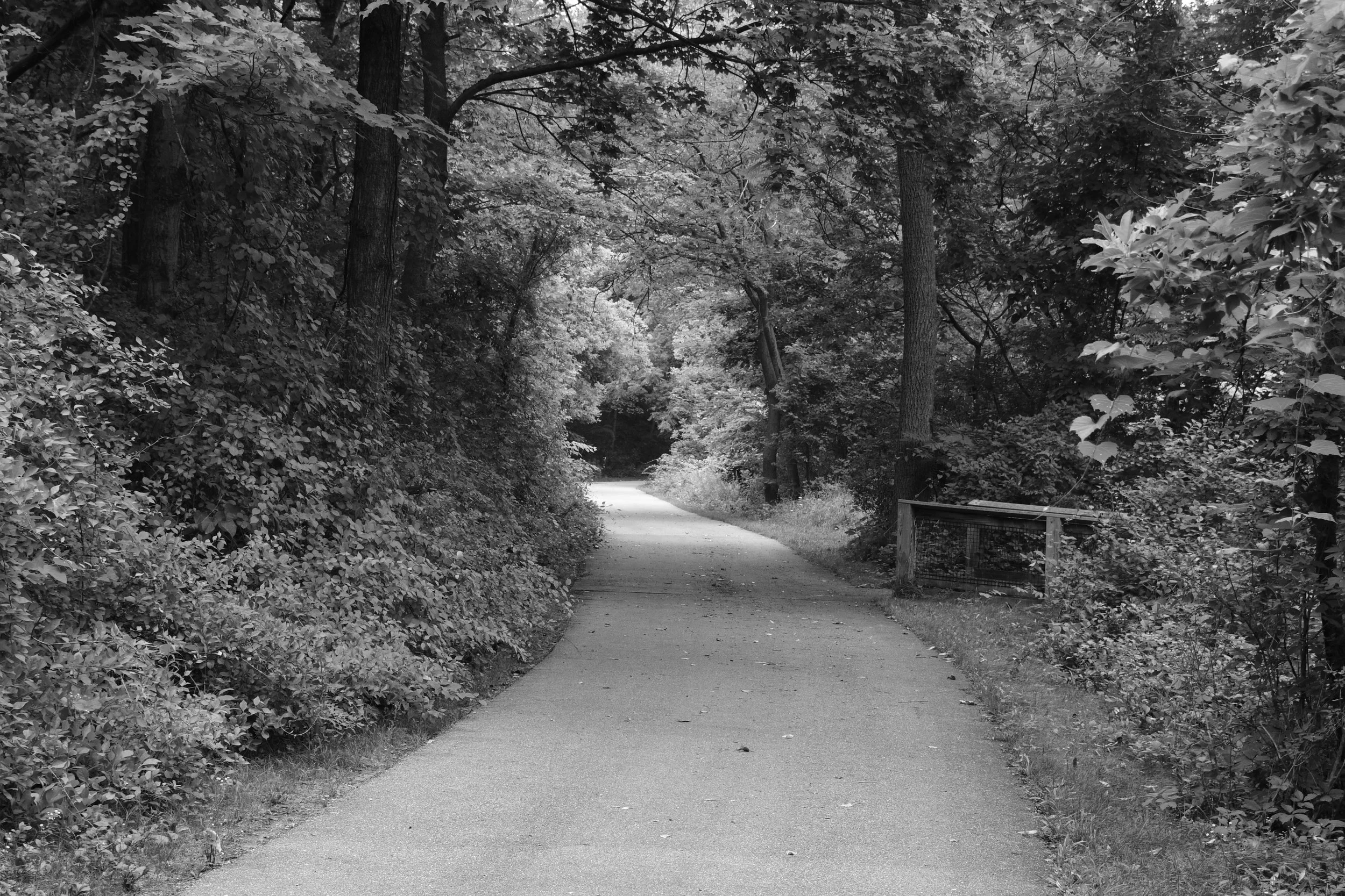 A Morning Walk