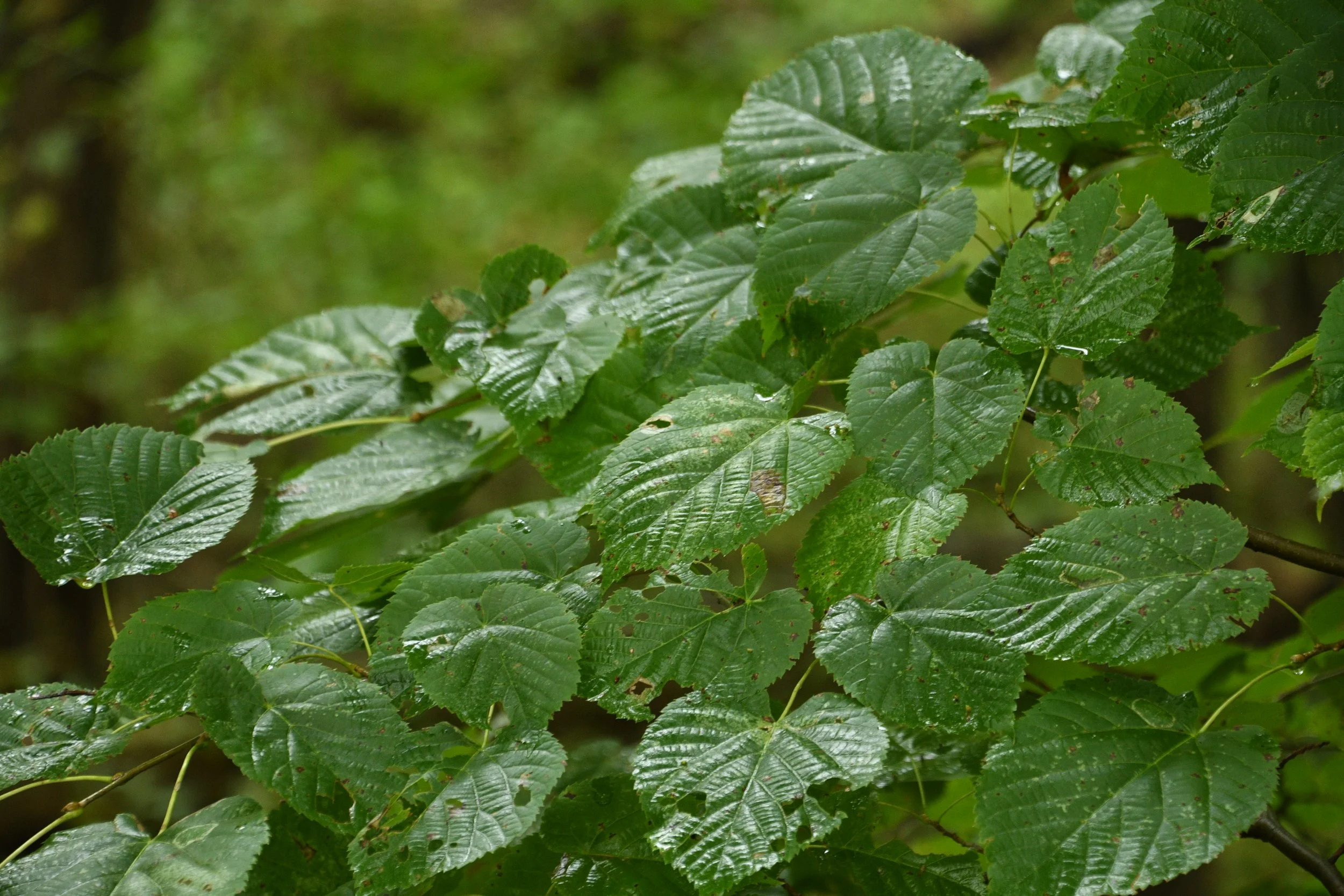 DSC_7179.JPG