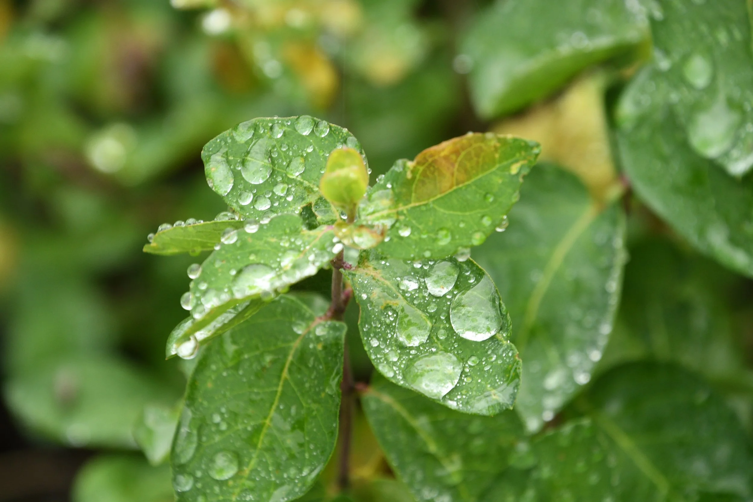 DSC_7177.JPG