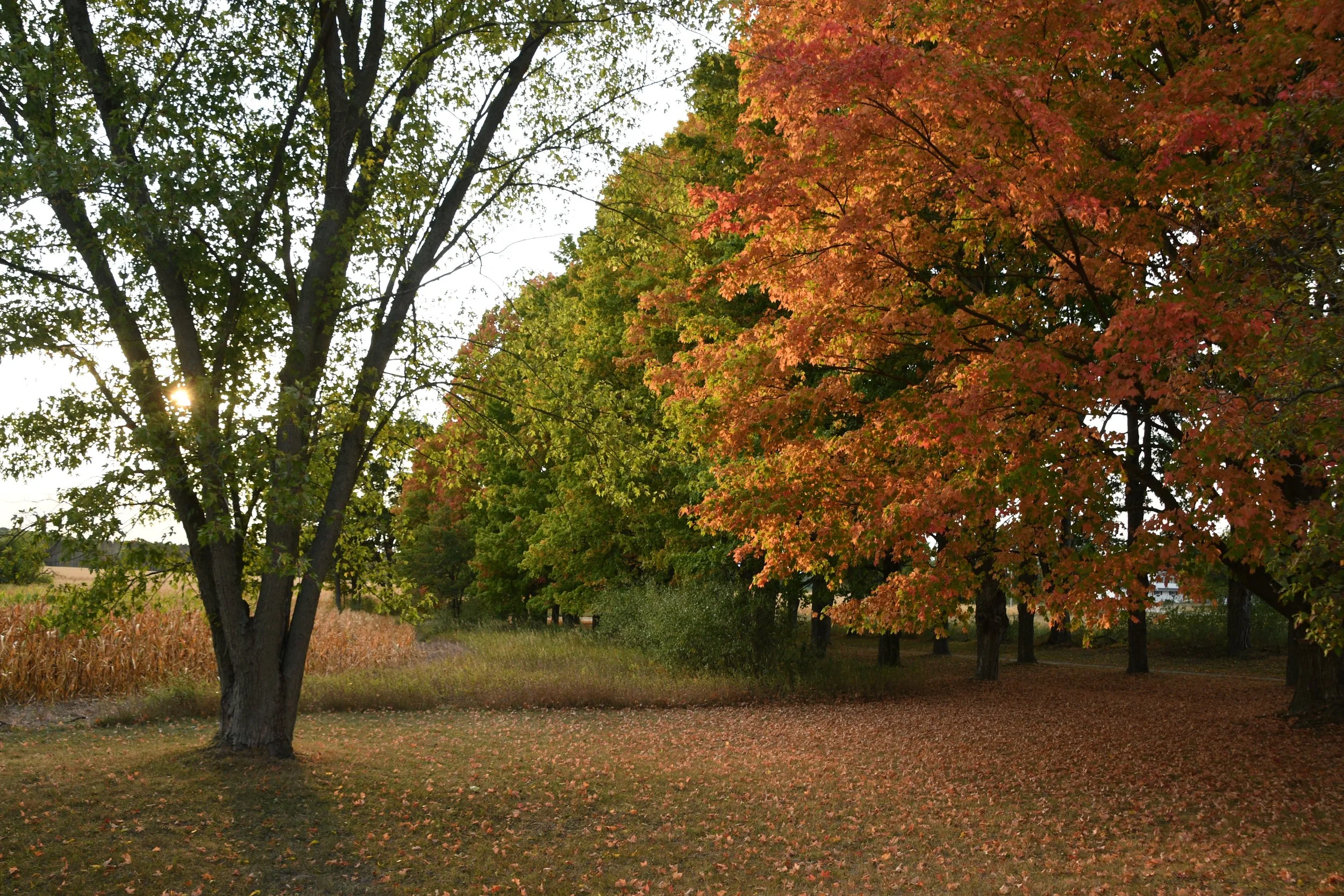 DSC_8064.JPG