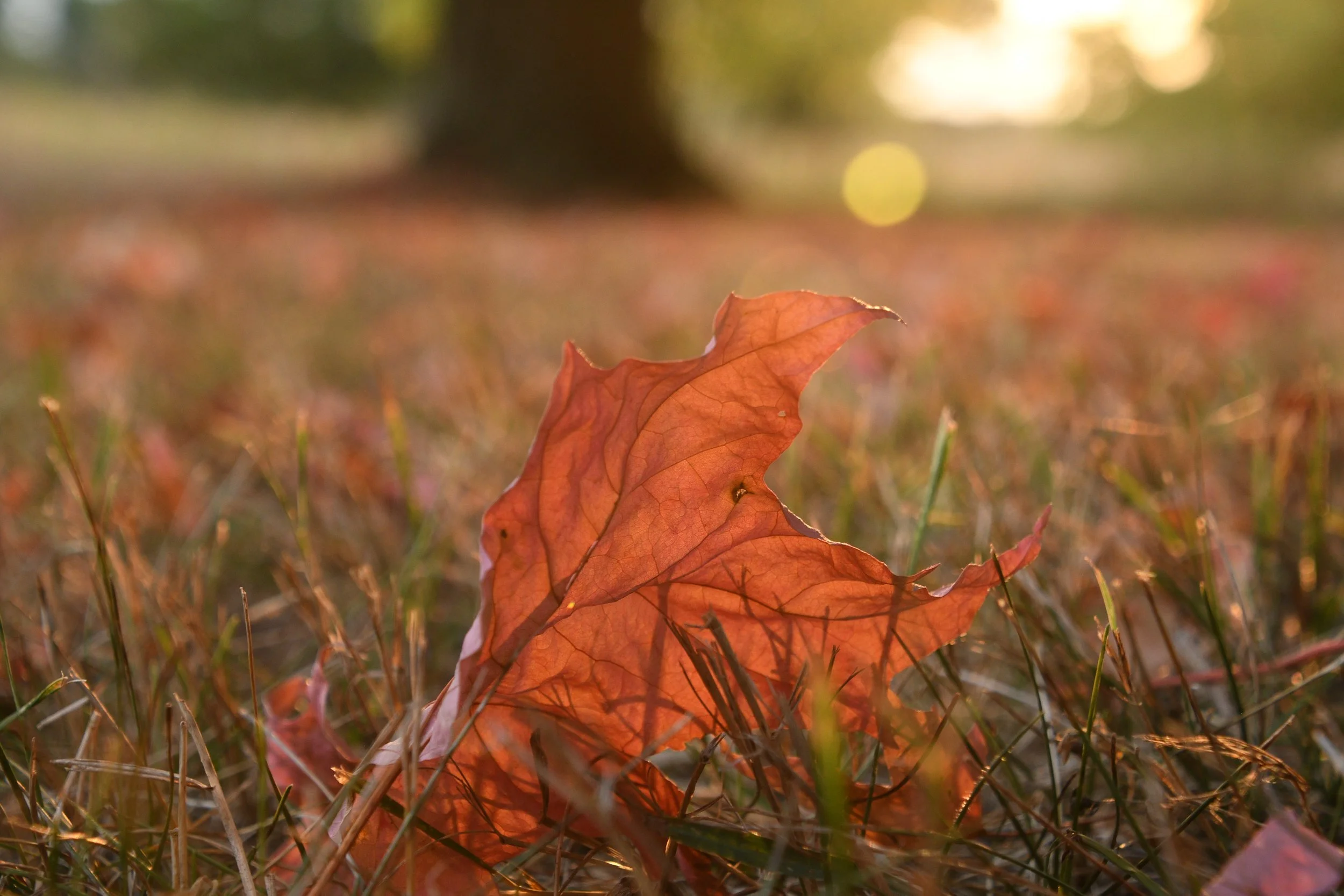 DSC_8086.JPG