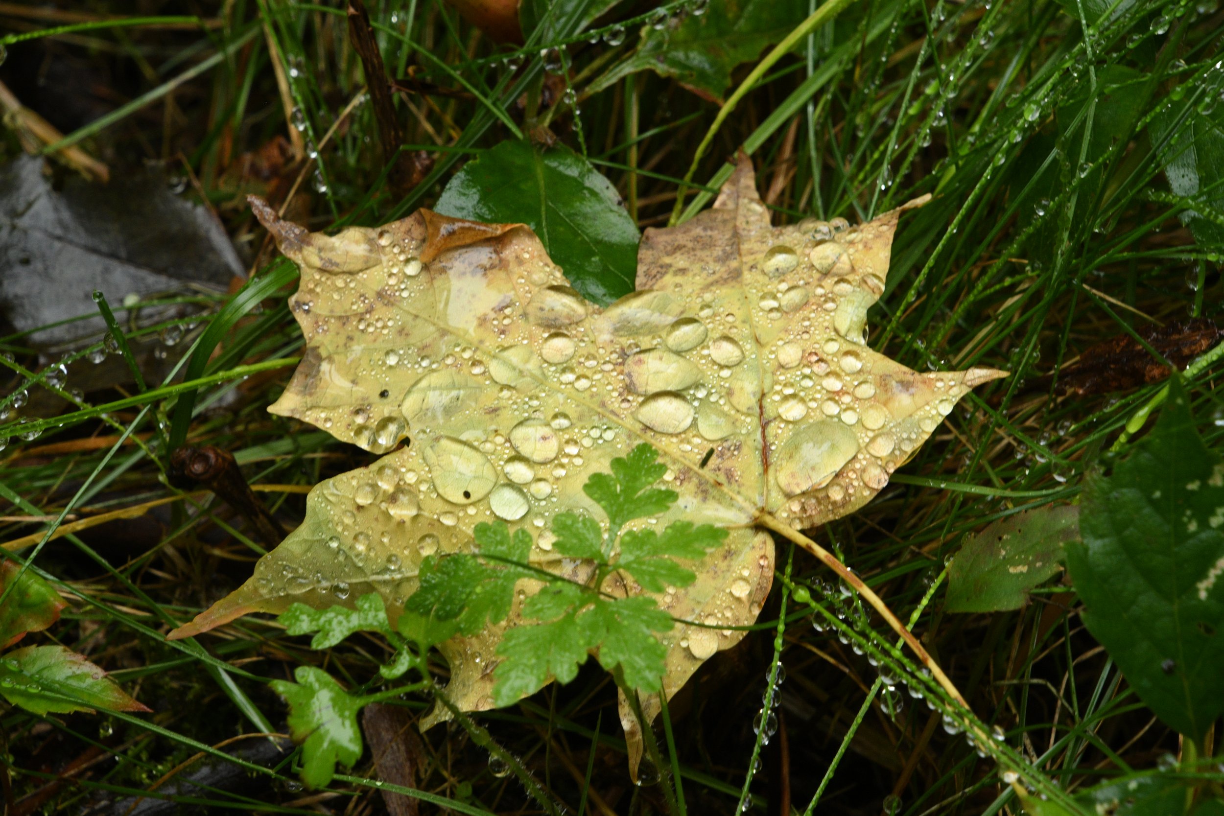 DSC_7180.JPG