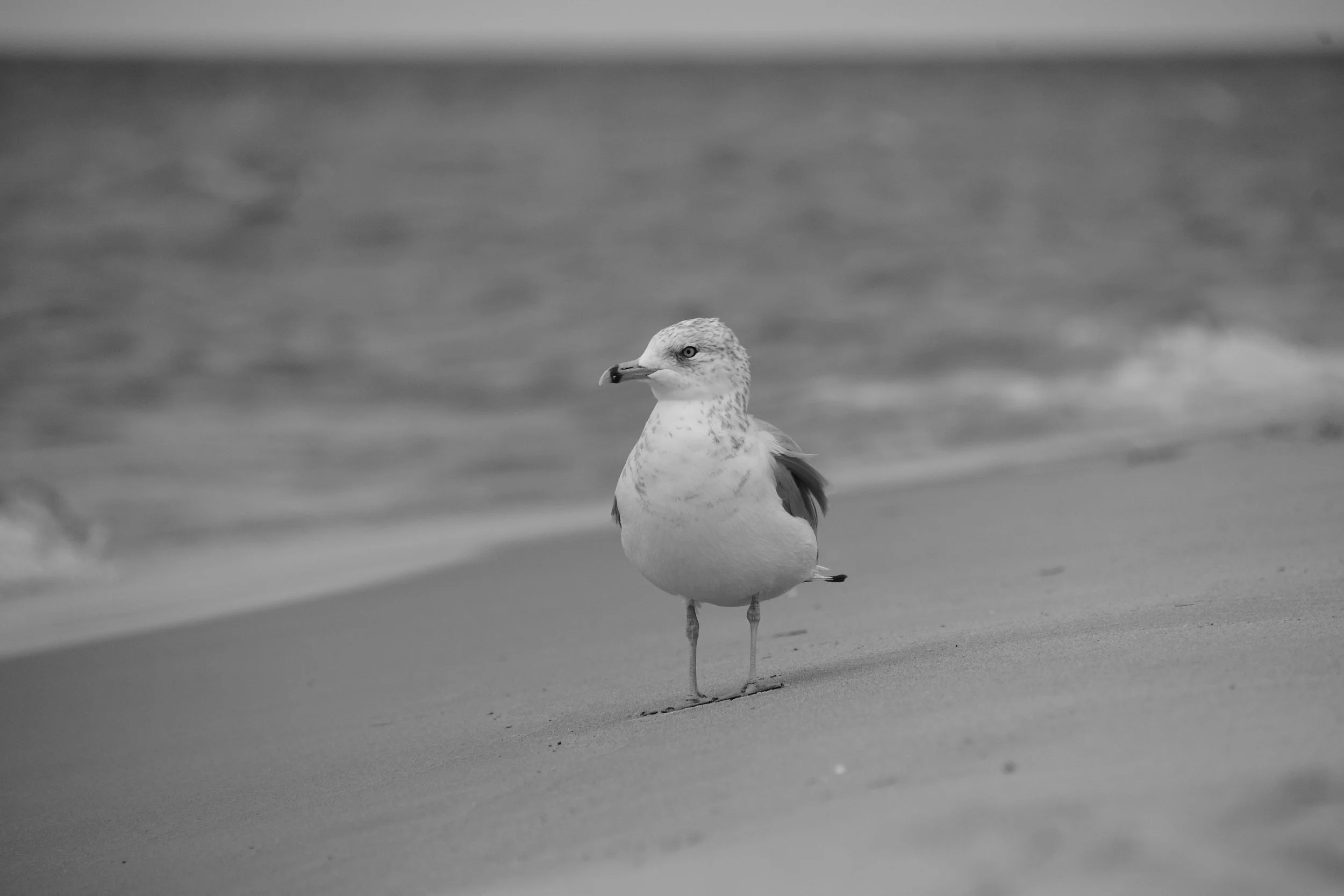 DSC_5250.JPG