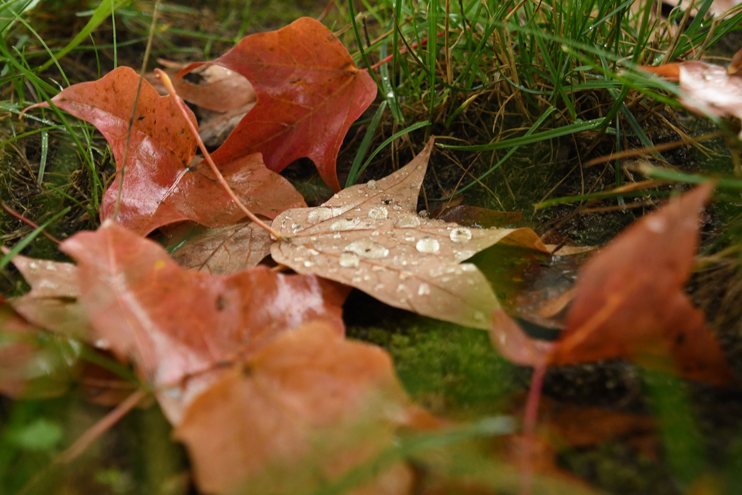 DSC_7185.JPG