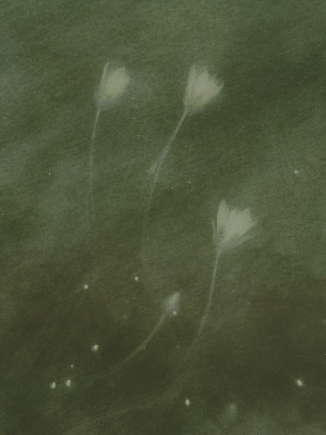 Soft botanical detail — warm brand photography  from The Canopy Center Rocky River Ohio
