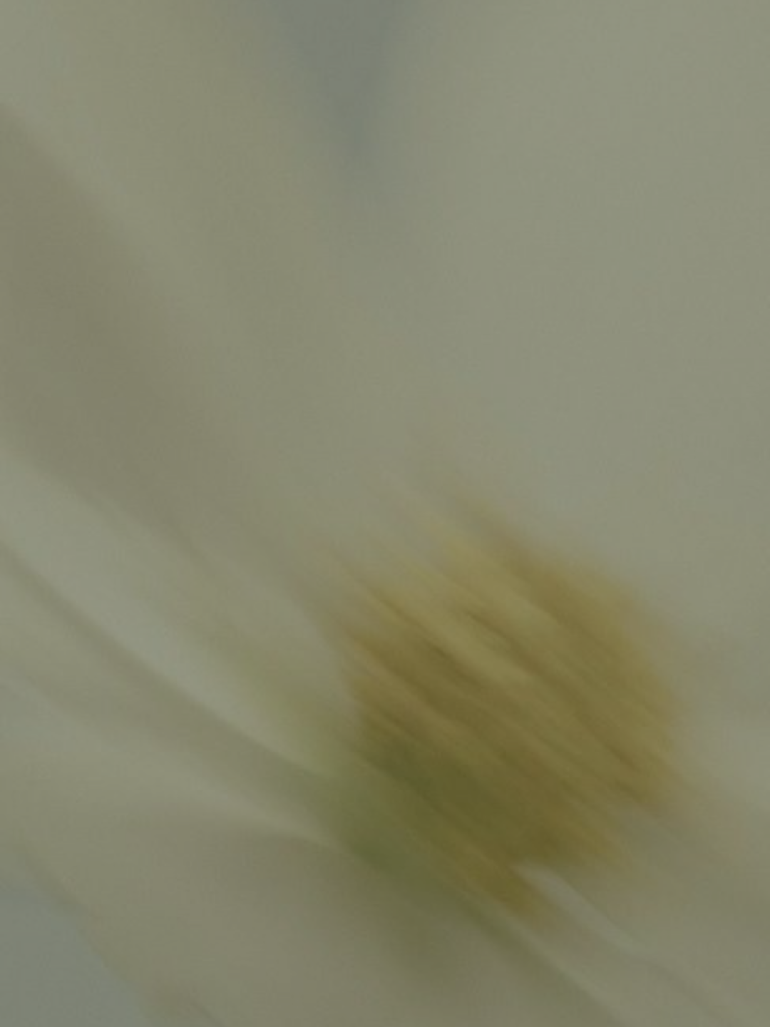 Soft botanical detail — warm brand photography from The Canopy Center Rocky River Ohio