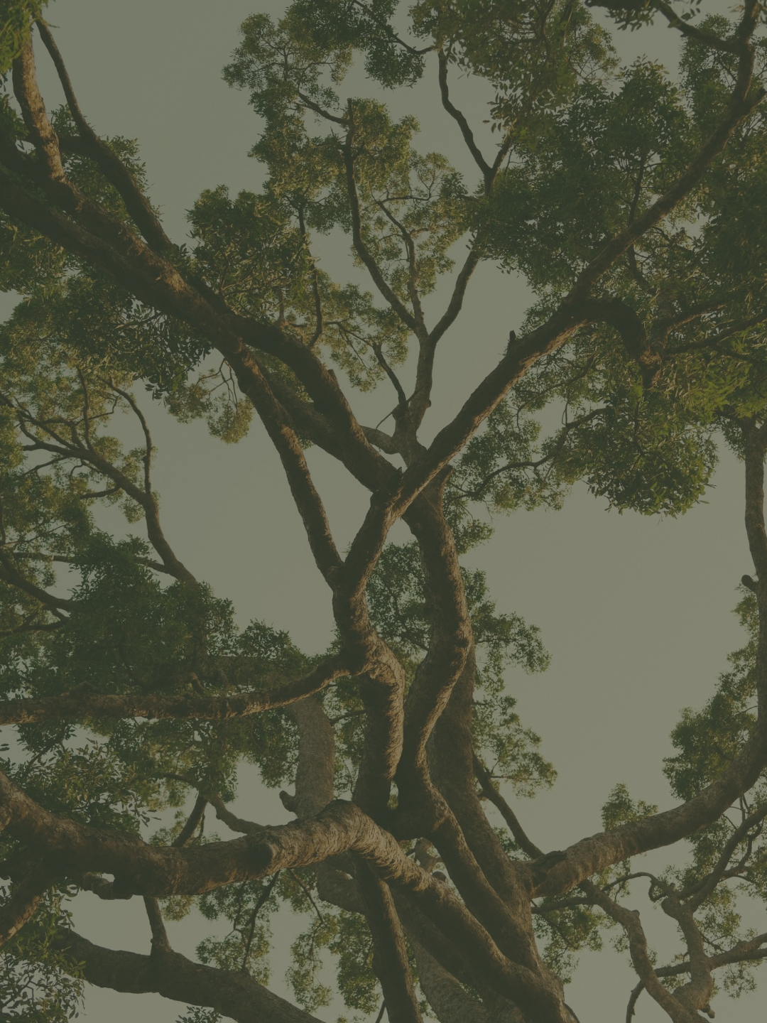 View looking up through tree canopy —  brand photography reflecting the spirit of  The Canopy Center ketamine therapy Rocky River Ohio
