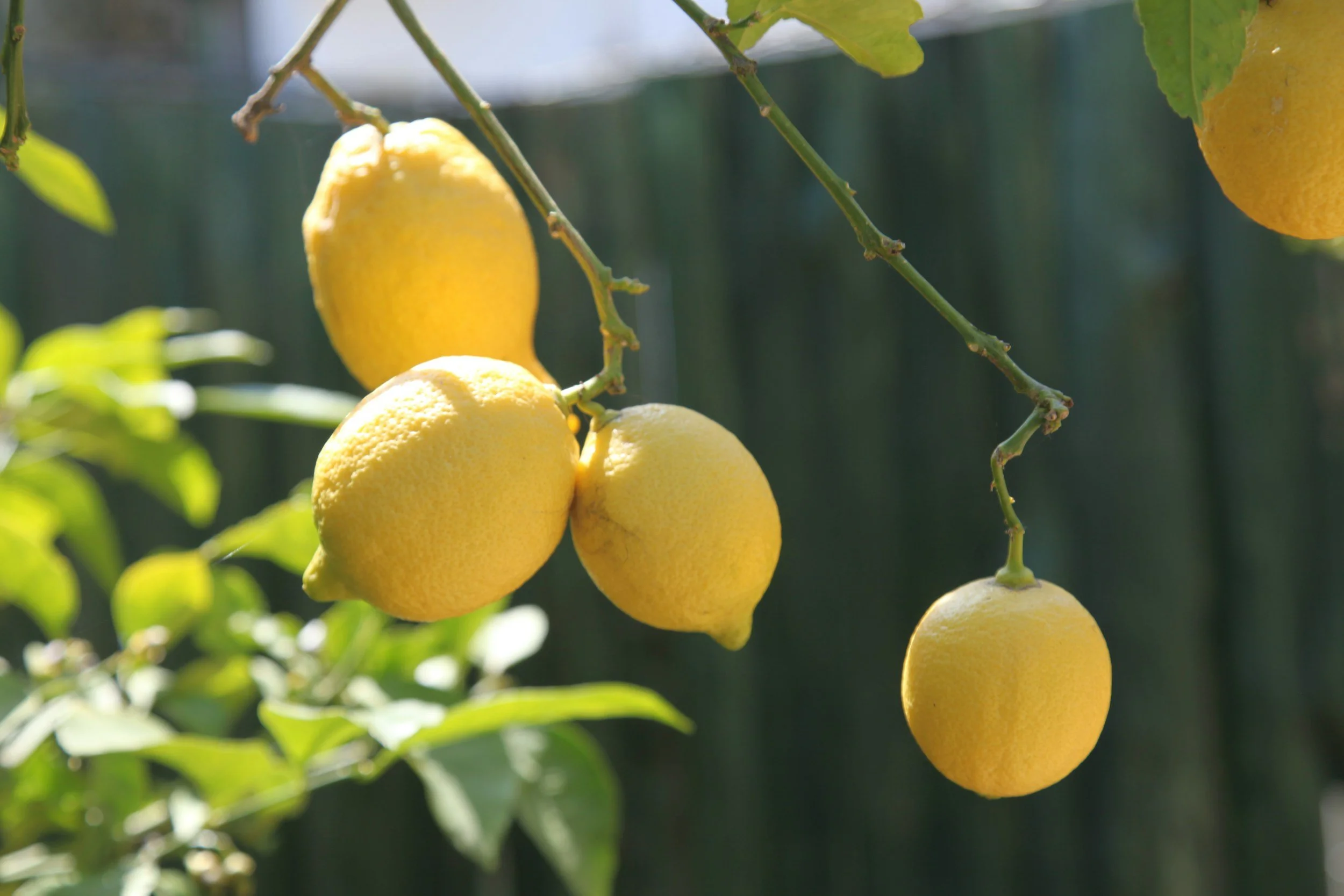 Lemons hanging from a lemon tree branch in soft sunlight