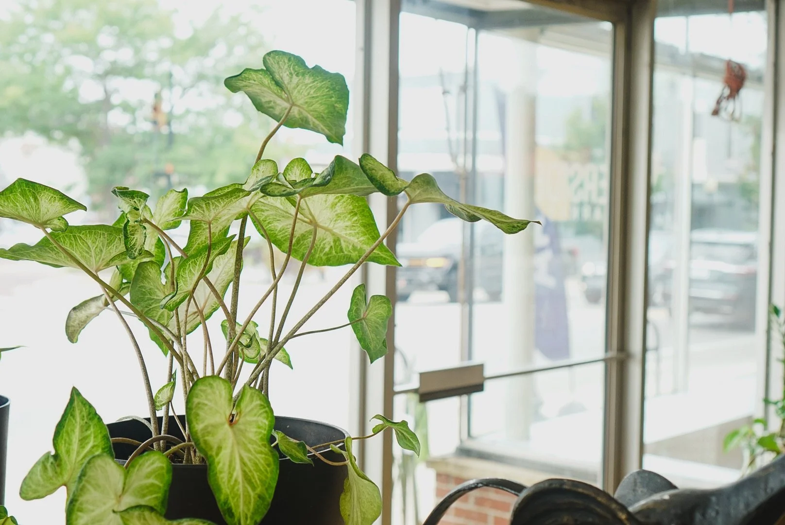 Indoor potted plant with green variegated leaves near large glass windows showing a street view outside.