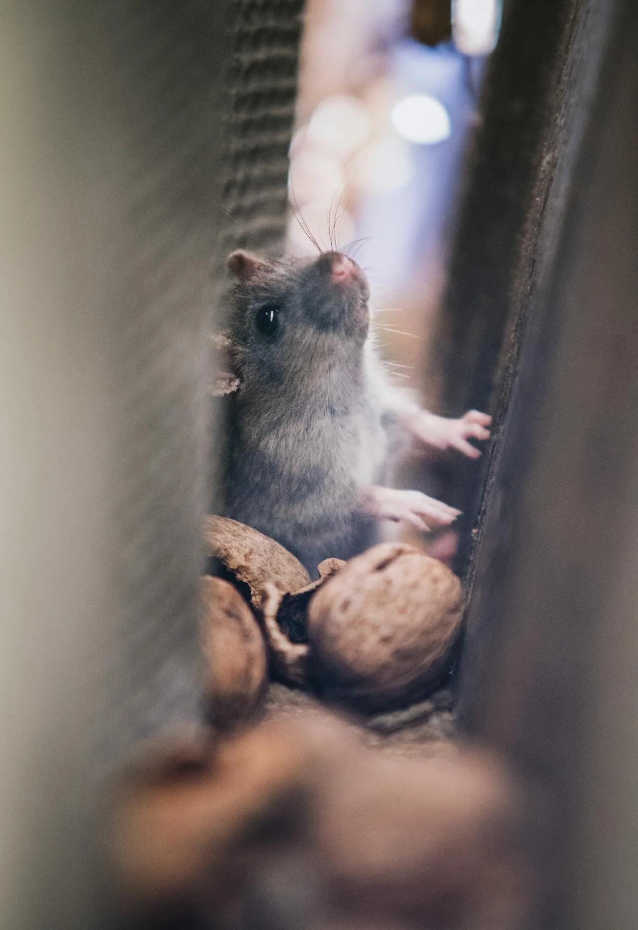 a grey mouse hiding behind items in a house with cracked nuts around it