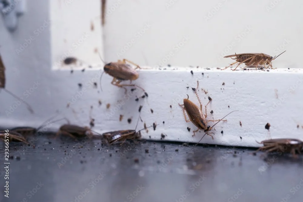 cockroaches with feces infesting a home