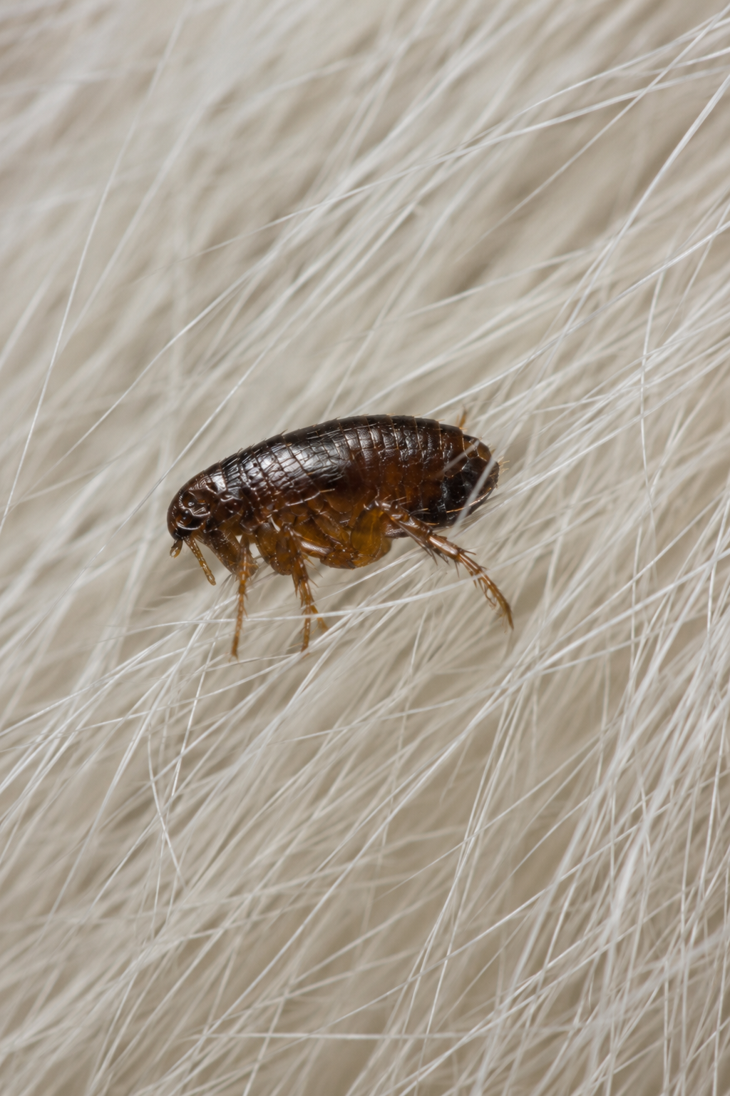 close up of a flea hanging on to white pet hair