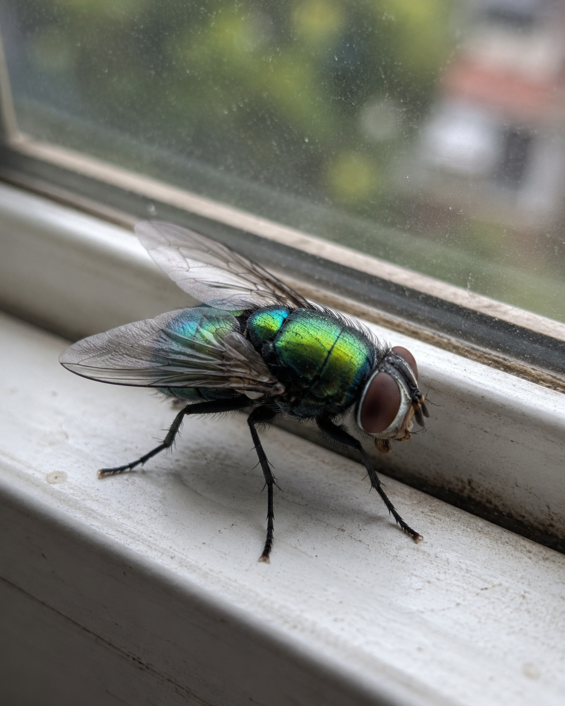 green bottlenose fly sitting on a window sill in a house