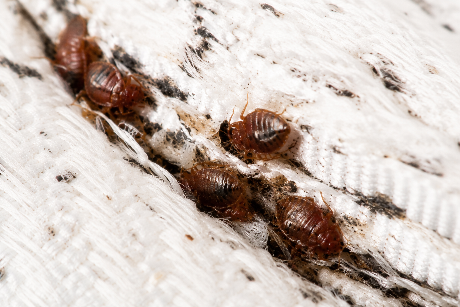 Close-up of bed bugs on a white mattress seam