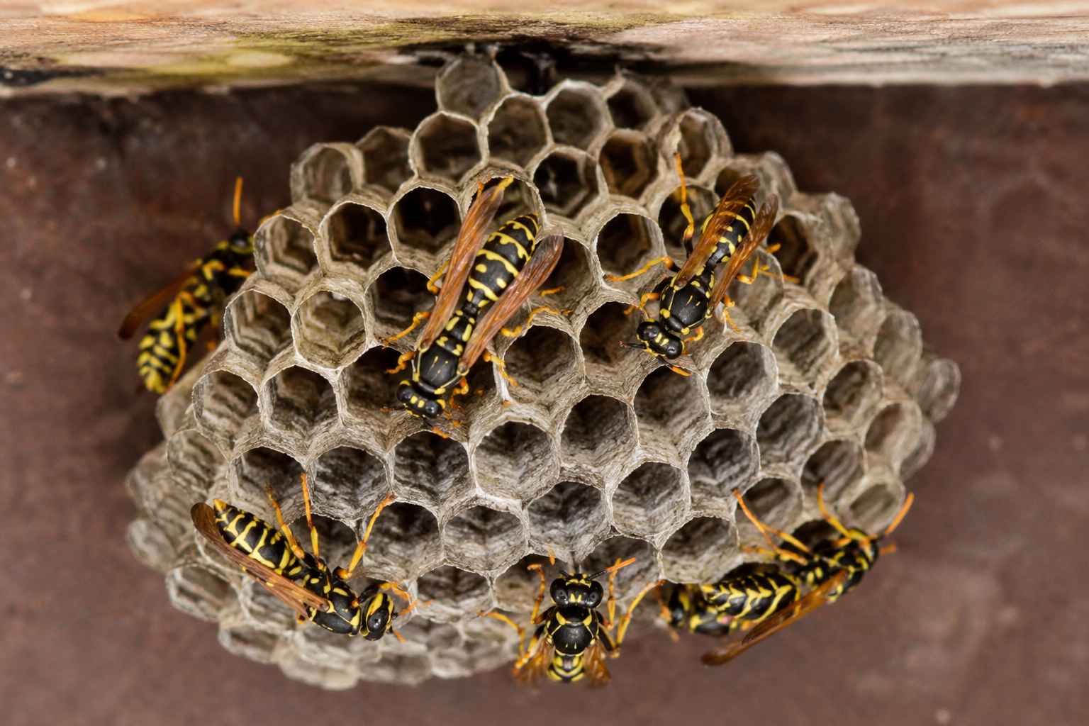 Close-up of a paper wasp nest with several wasps on and around it.
