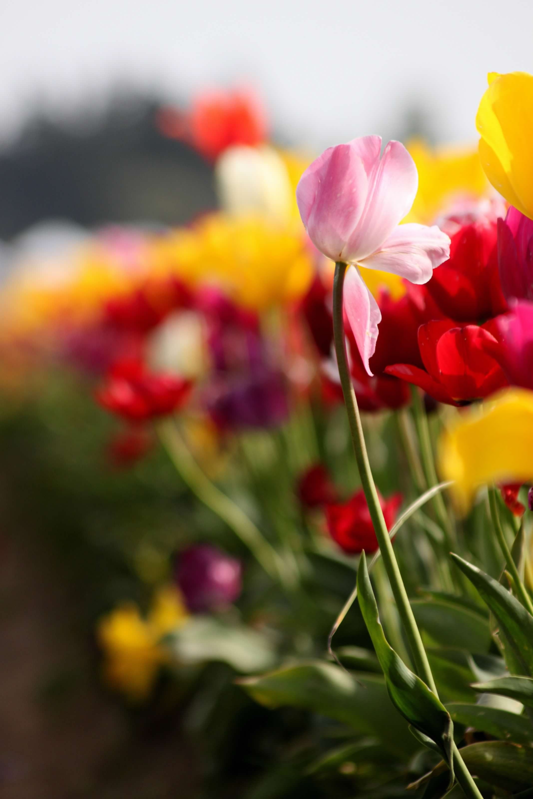 Tulip Farm 2011 456.jpg