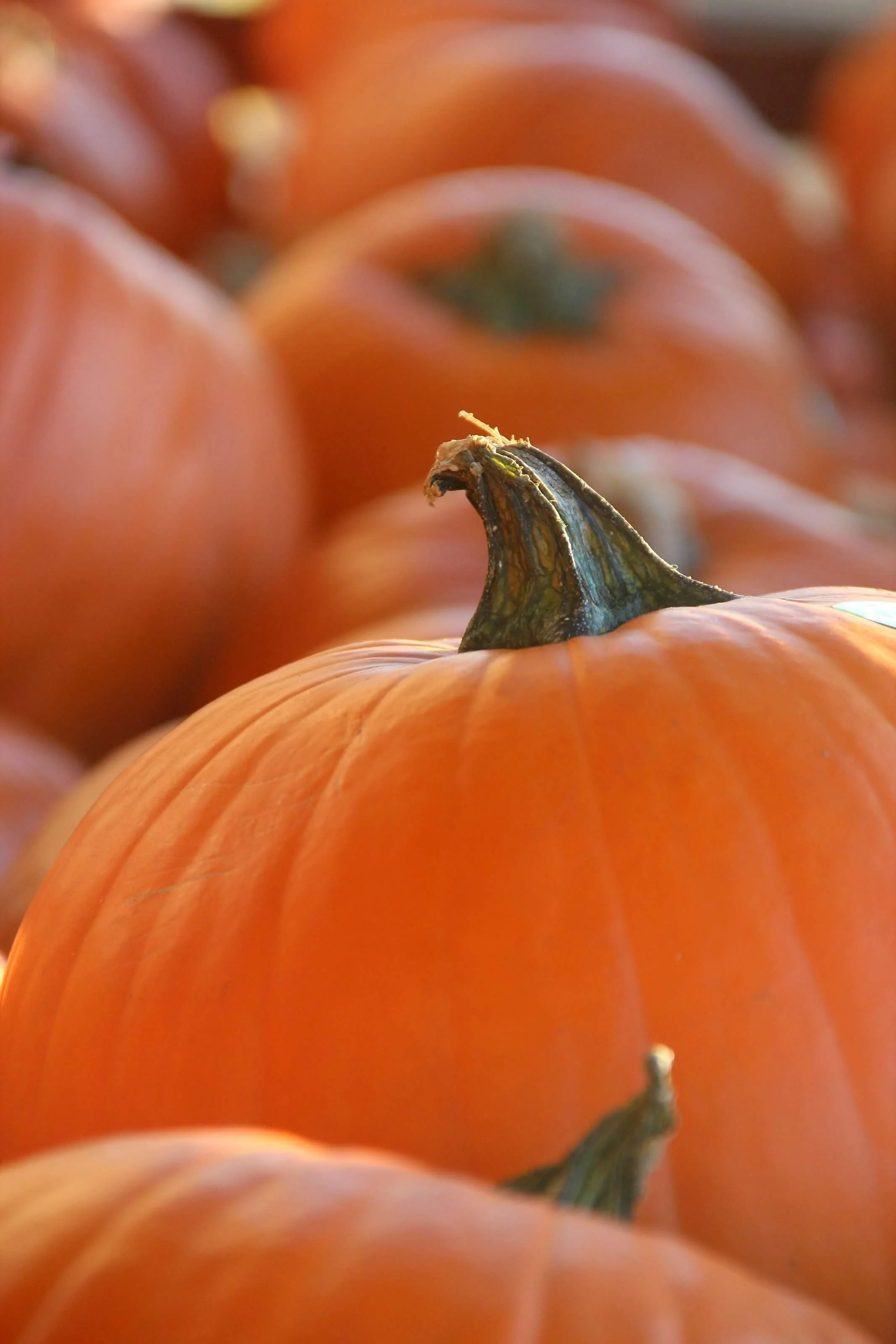 pumpkins 008.jpg