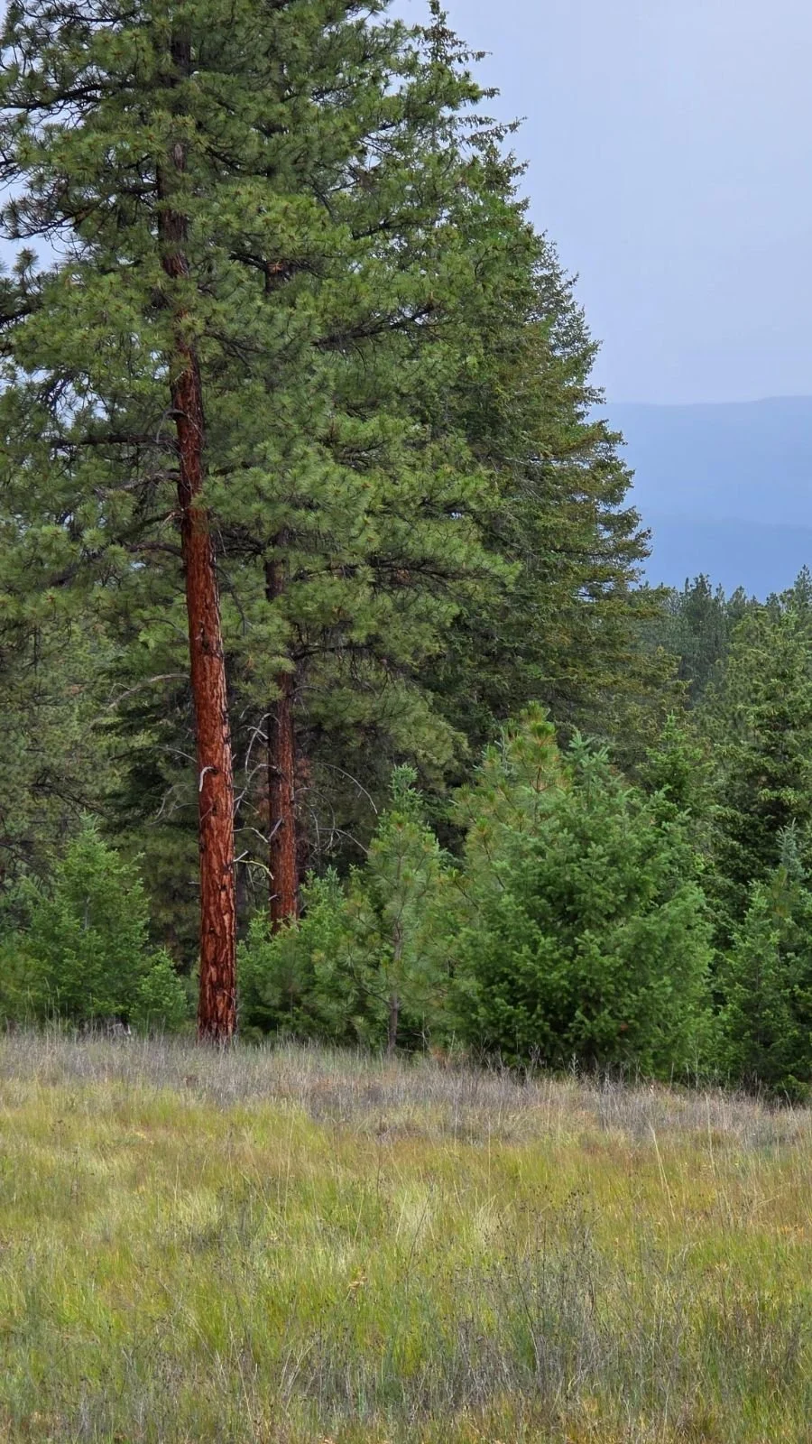 A scenic view of a forest with tall pine trees and lush green shrubs, under a light blue sky with distant mountains.