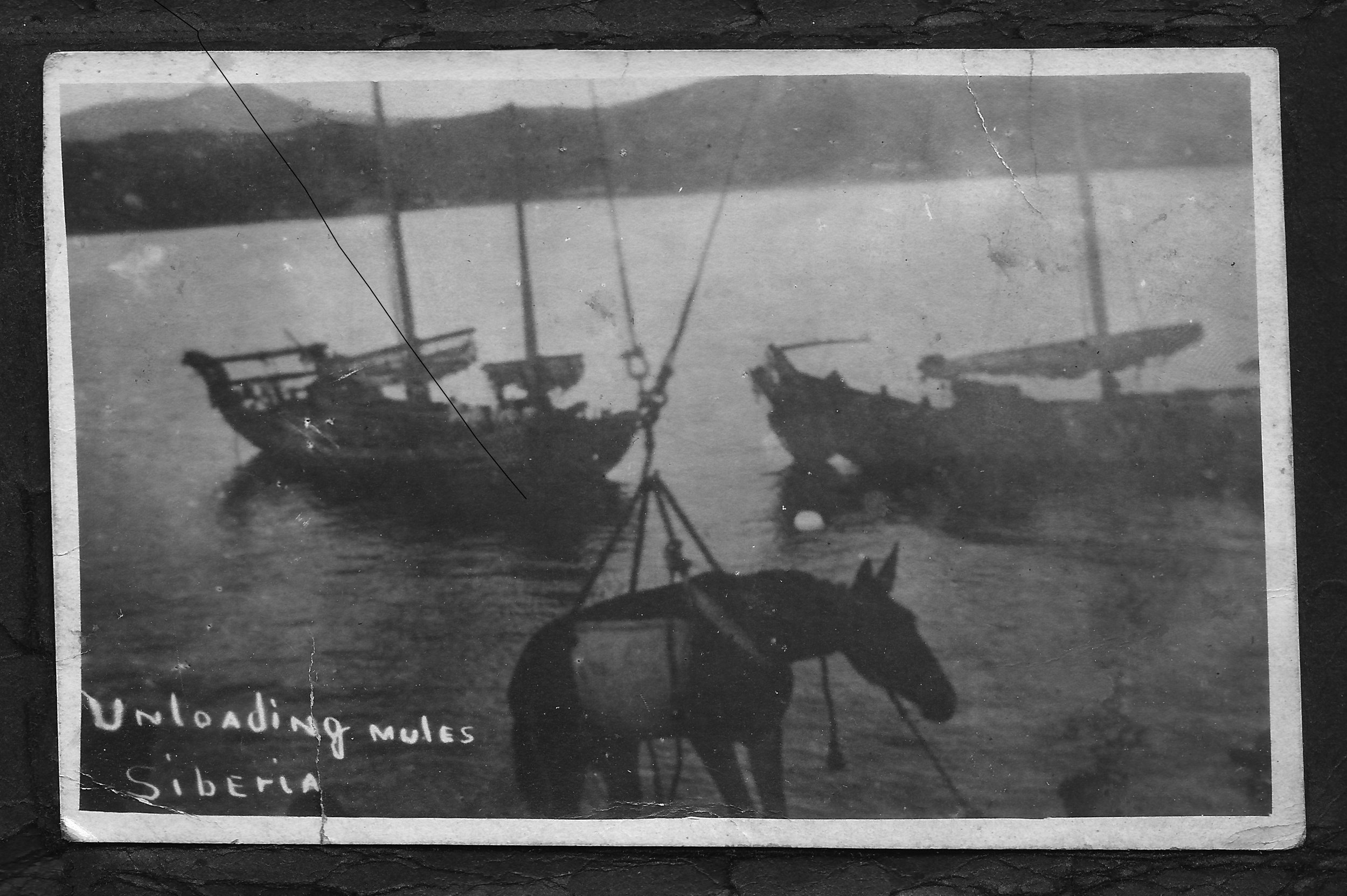 Mules Unloaded