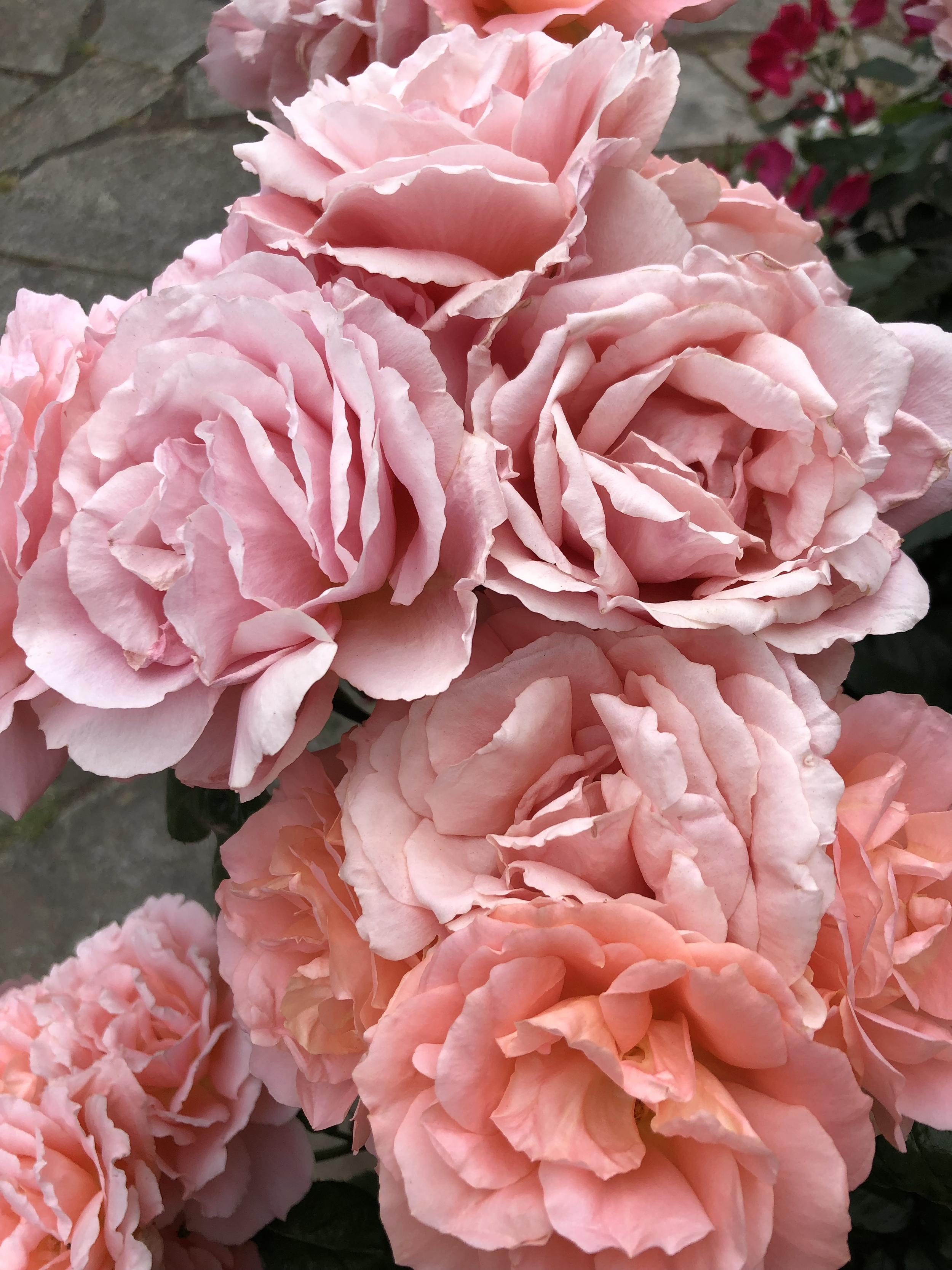 Close-up of pink peony flowers in full bloom with layered ruffled petals, set against a background of stone pavement and some greenery.