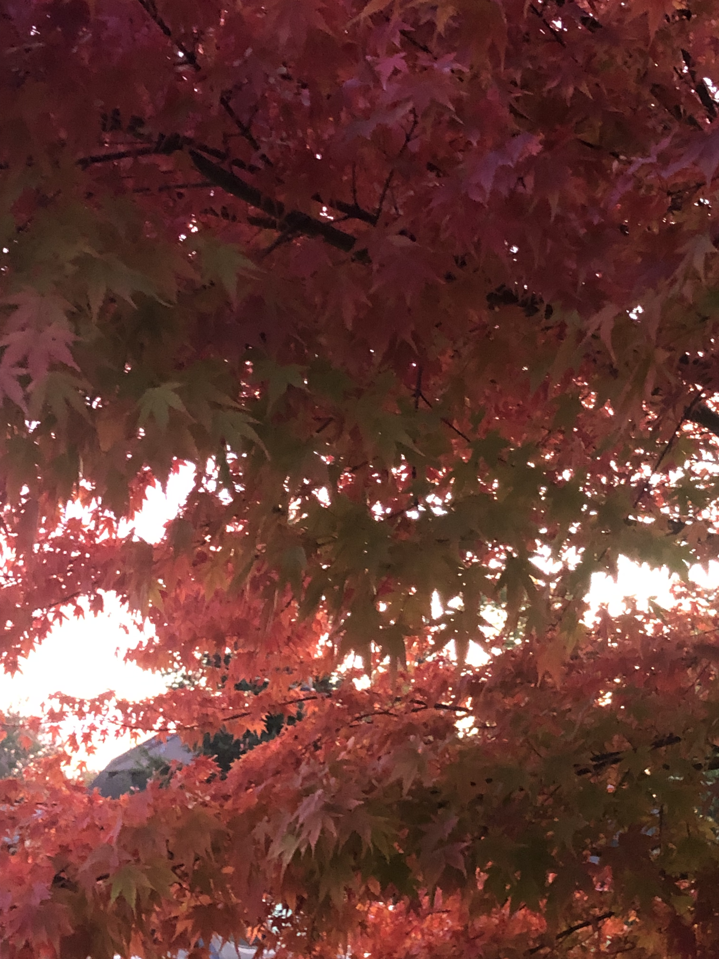 Red and orange autumn leaves on tree branches with sunlight shining through.