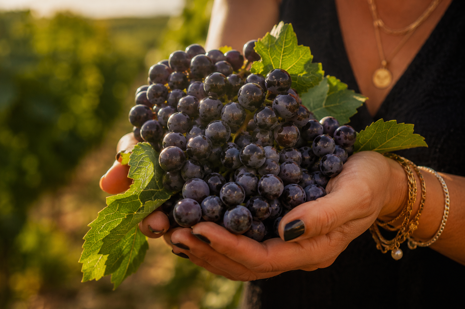 Hands holding a ripe cluster of dark wine grapes in a vineyard.