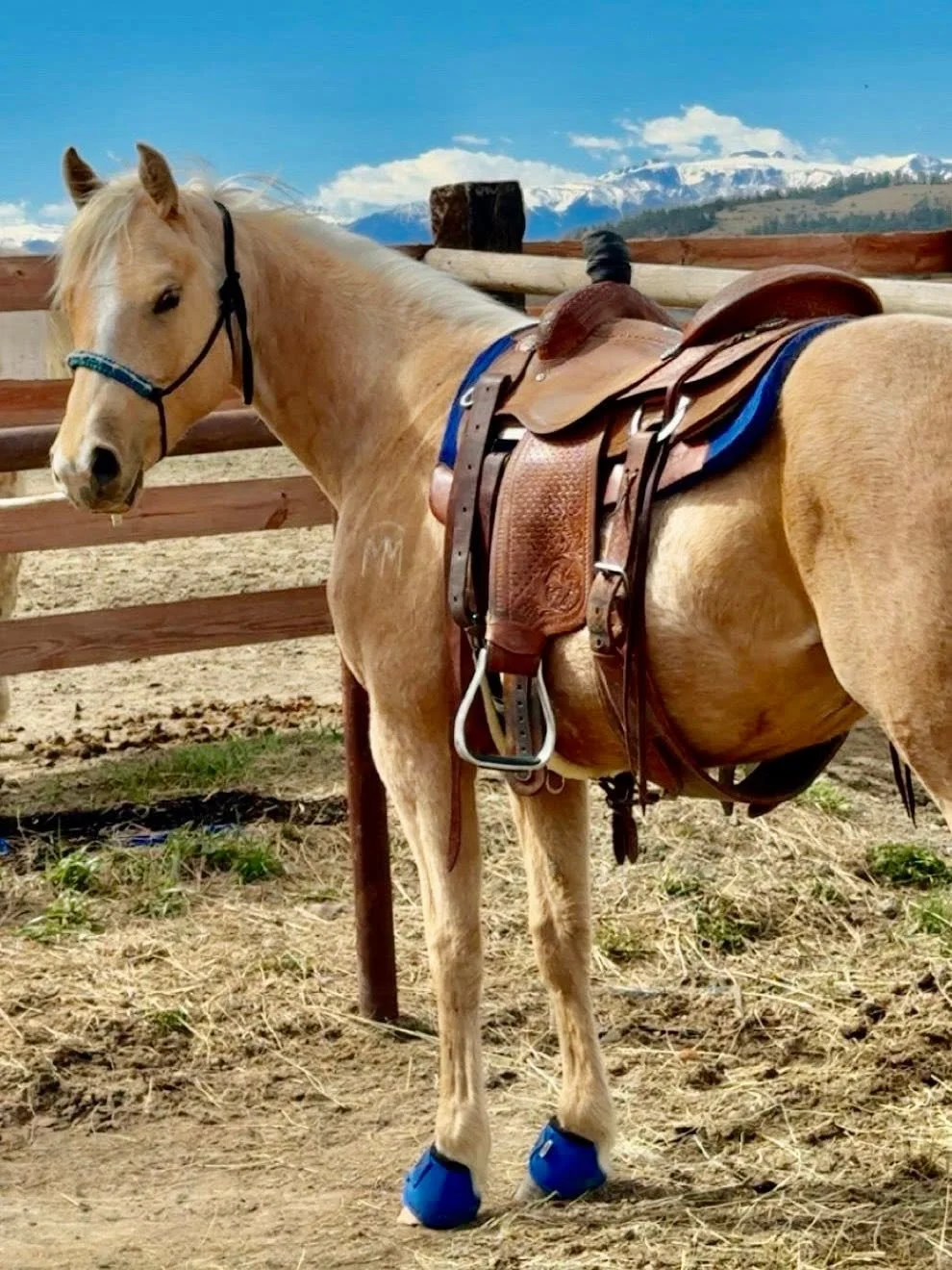 Nics Last Goldn Girl - 2024 AQHA Mare - SOLD