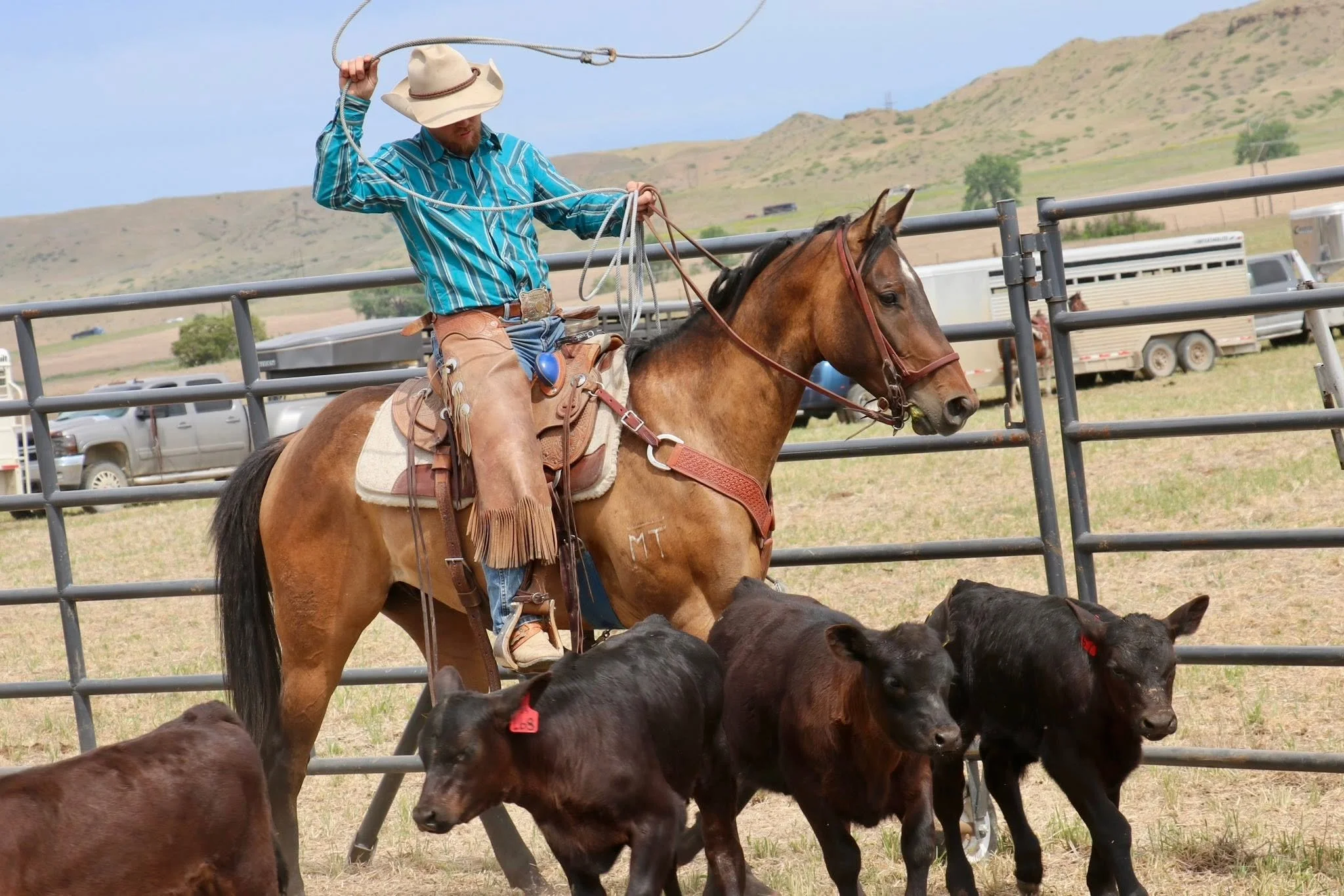 Rarens Poco Posh - 2022 AQHA Gelding