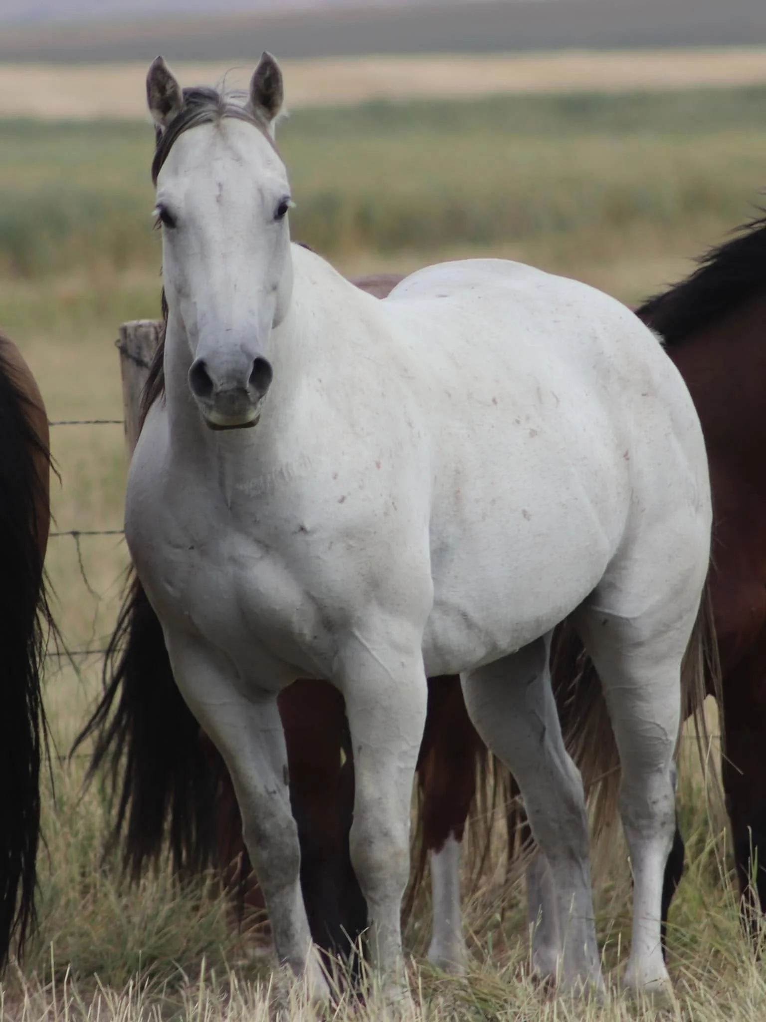 Ciscos Champ Olena - 2012 AQHA Gelding - SOLD