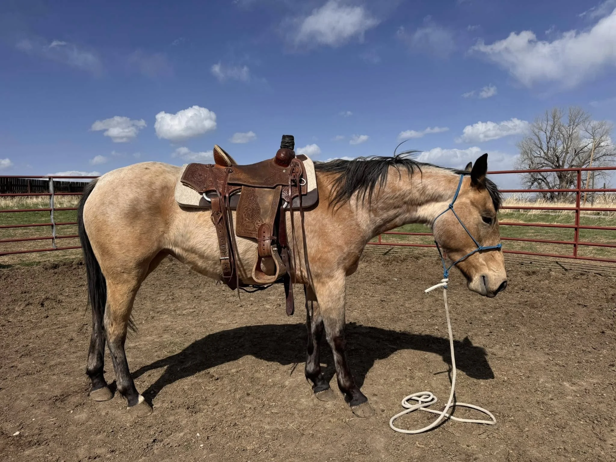 Classy Cupid - AQHA 2021 Mare - SOLD
