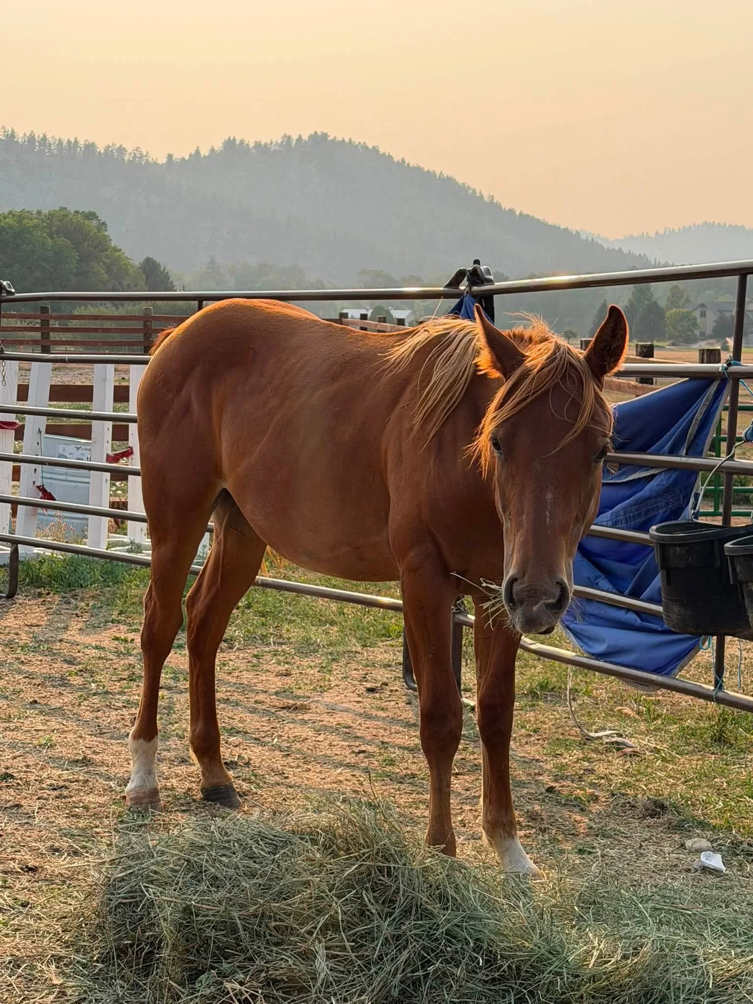 MT Hes Saint Suede - 2025 AQHA Gelding