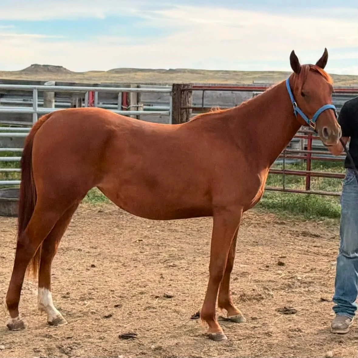 Splash Of SwagganSass - 2024 AQHA Mare
