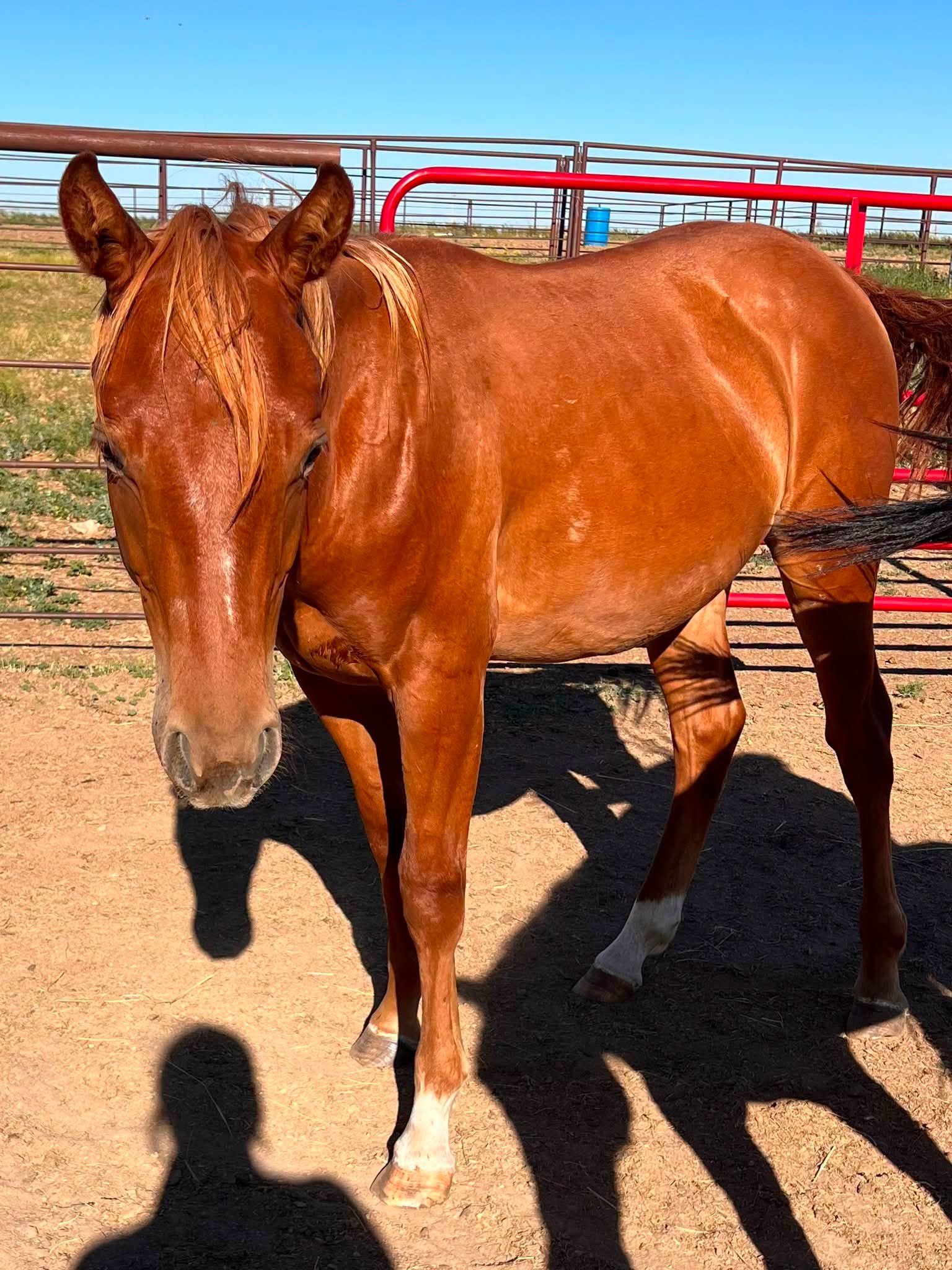 MT Hes Saint Suede - 2025 AQHA Gelding