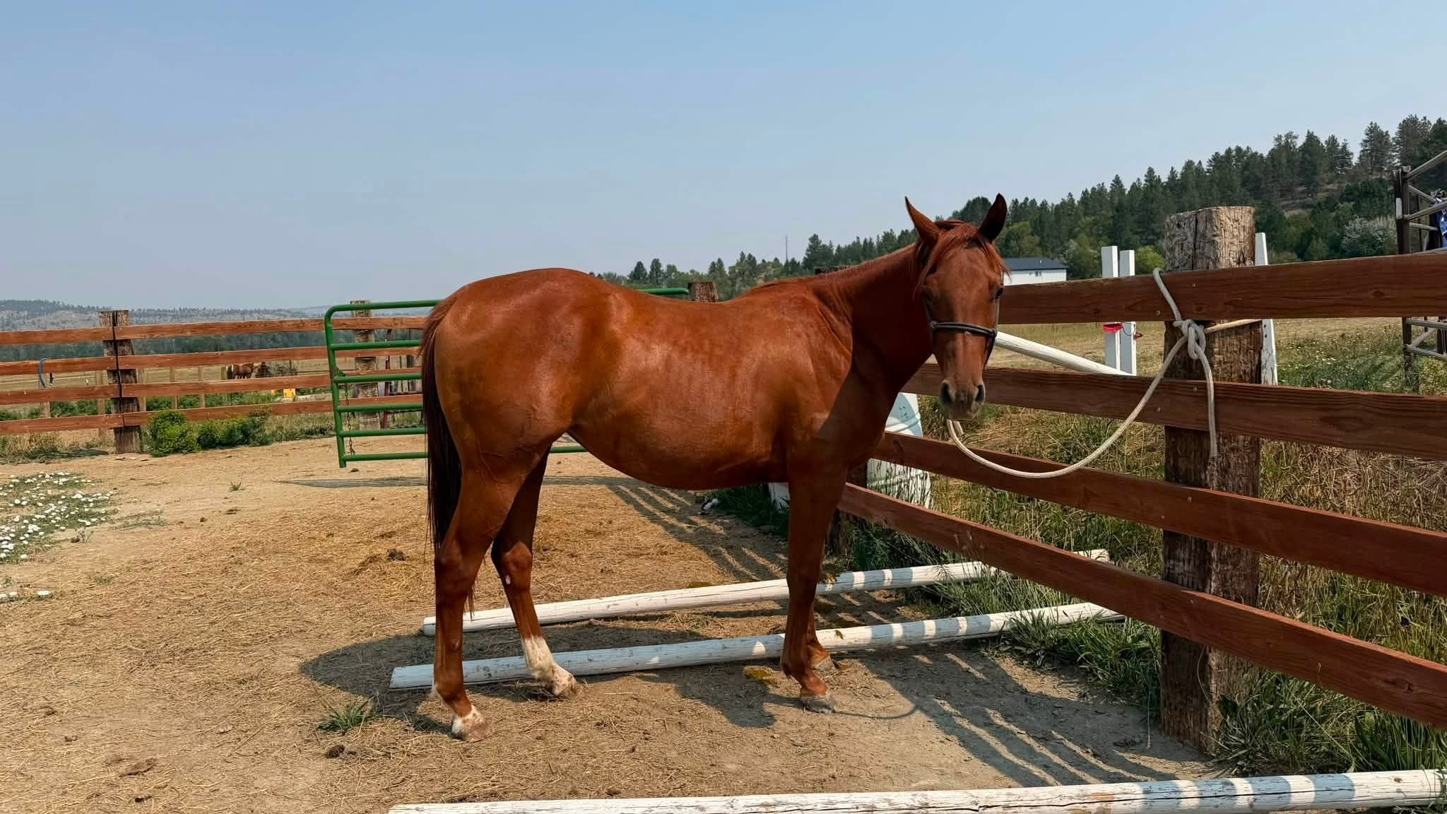 MT Jetas Sassy Cat - 2024 AQHA Mare