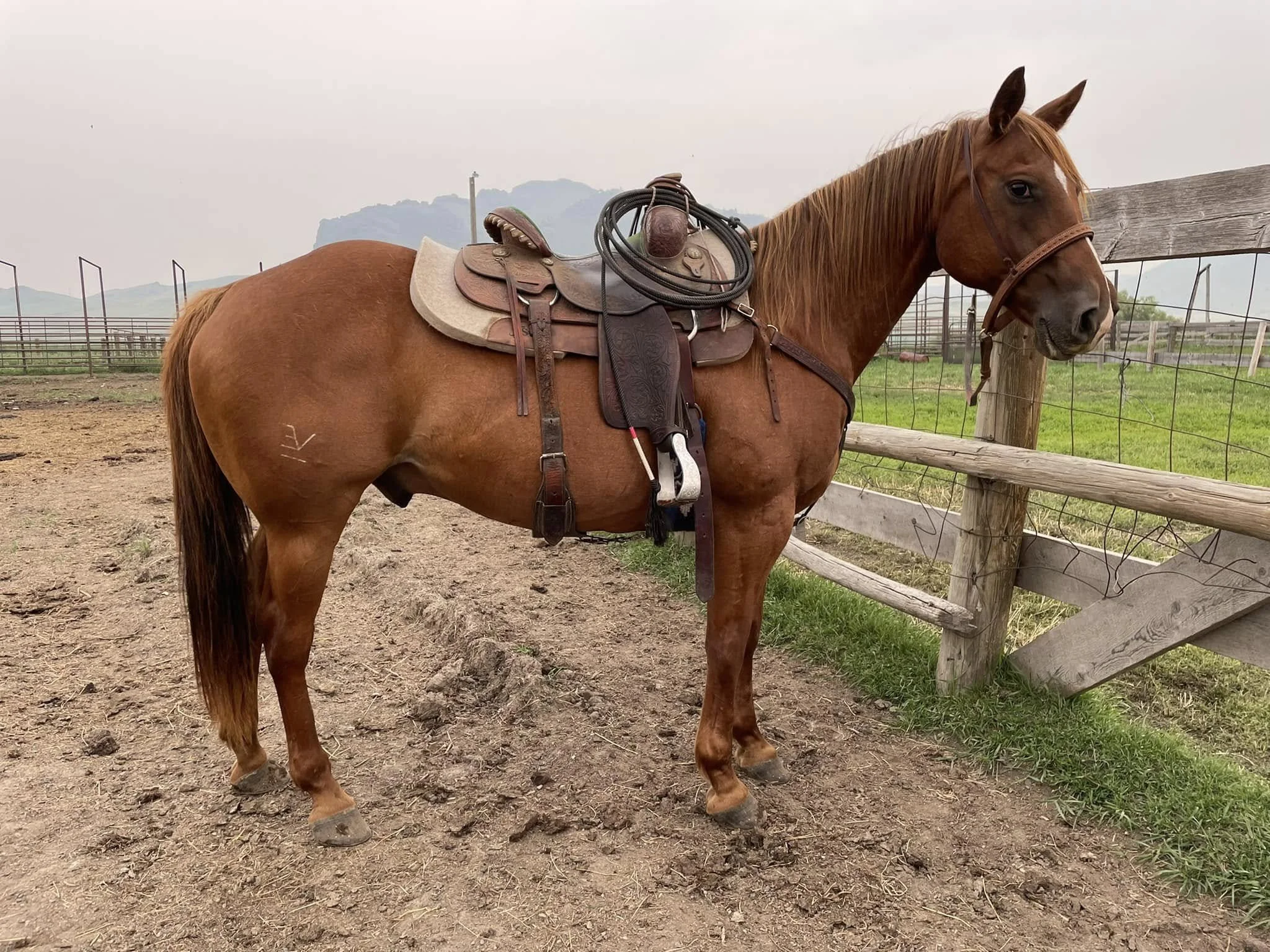 MBR Ghost Pine - 2008 AQHA Gelding - SOLD