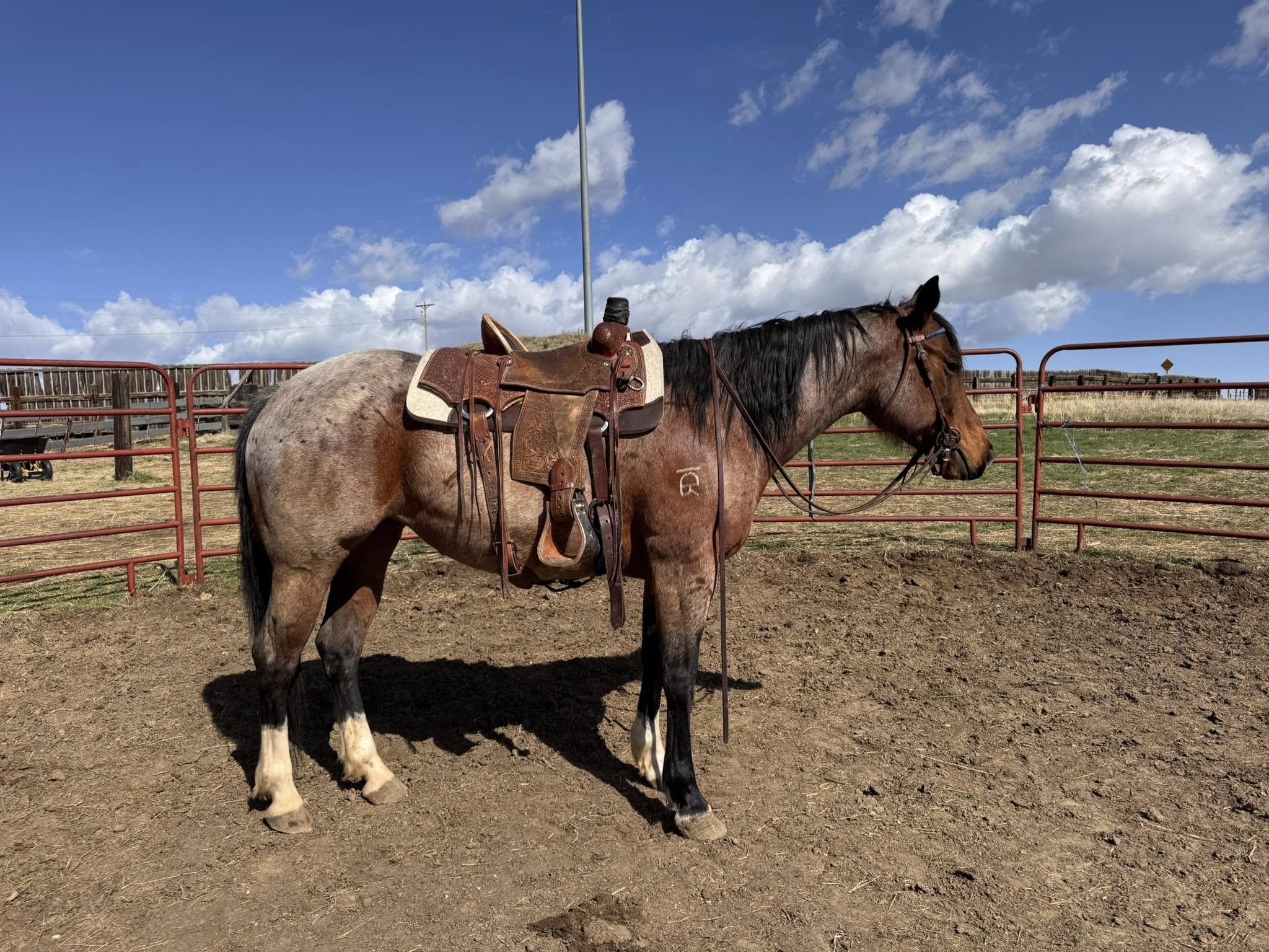 Hancock Candy Bar - AQHA 2016 Mare - SOLD
