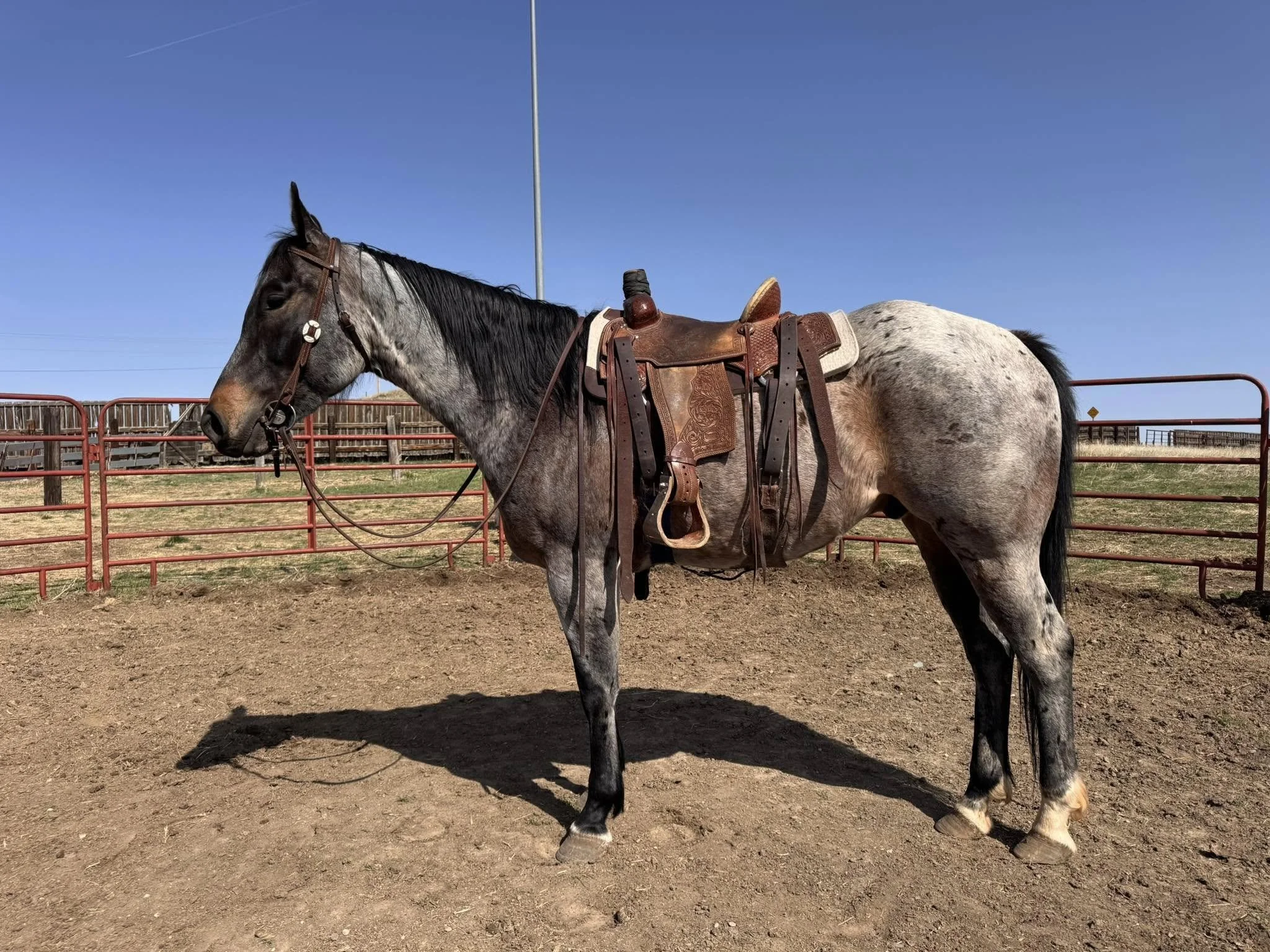 Salty Sailor TE - AQHA 2020 Gelding - SOLD