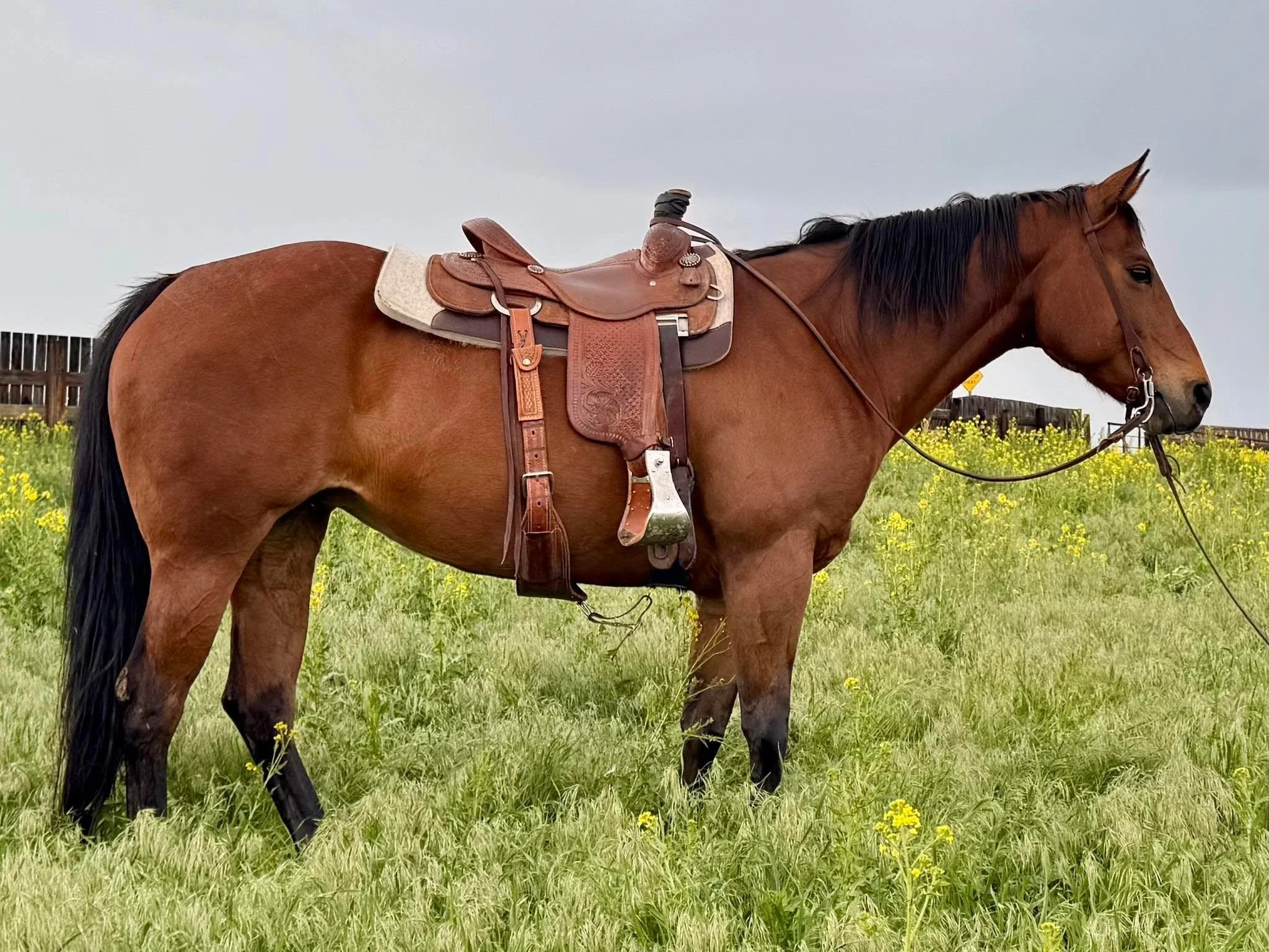 Super Jigger Bay Gal - 2011 AQHA Mare - SOLD