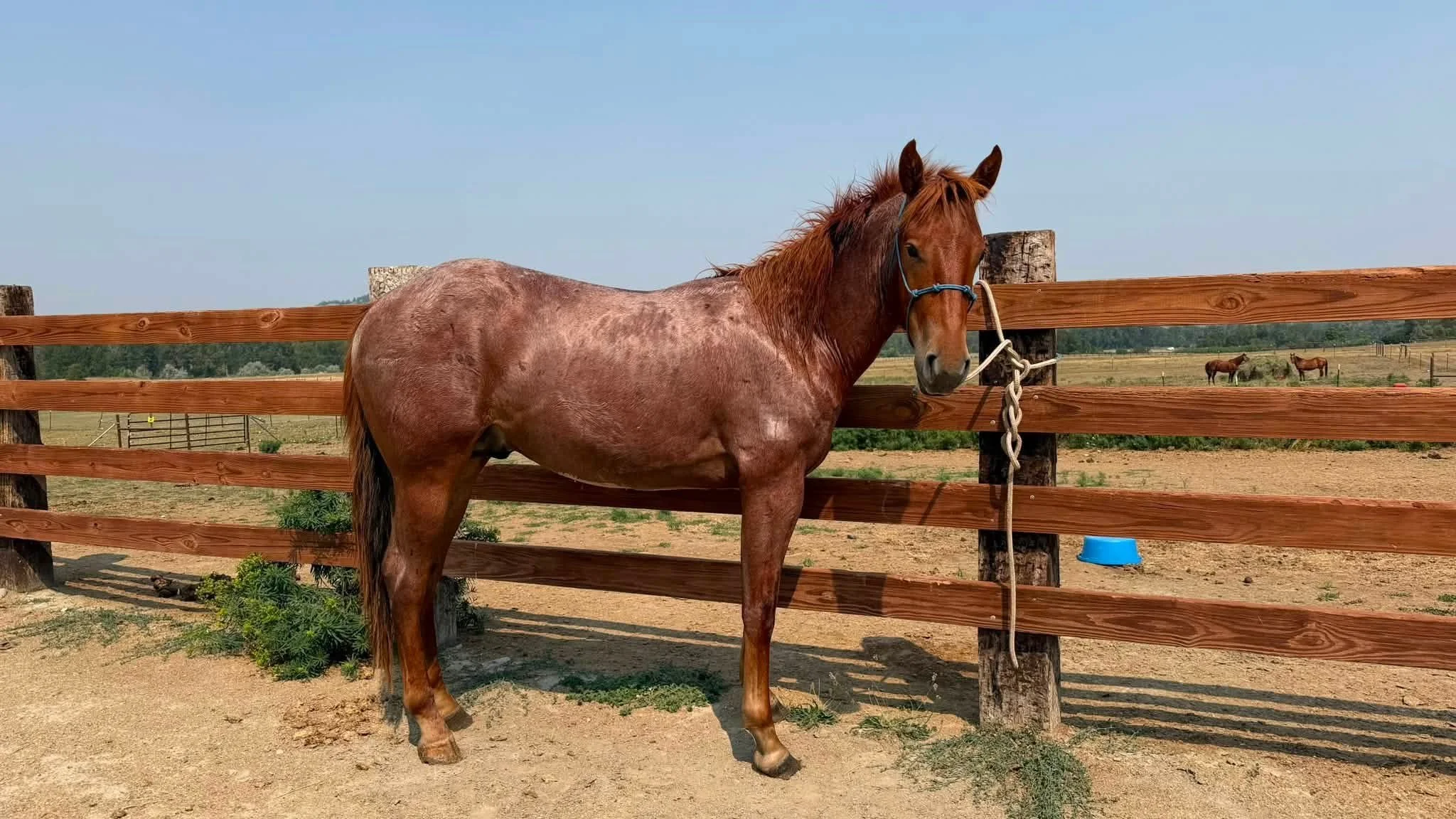 MT Fredrick - 2024 QH/Draft X